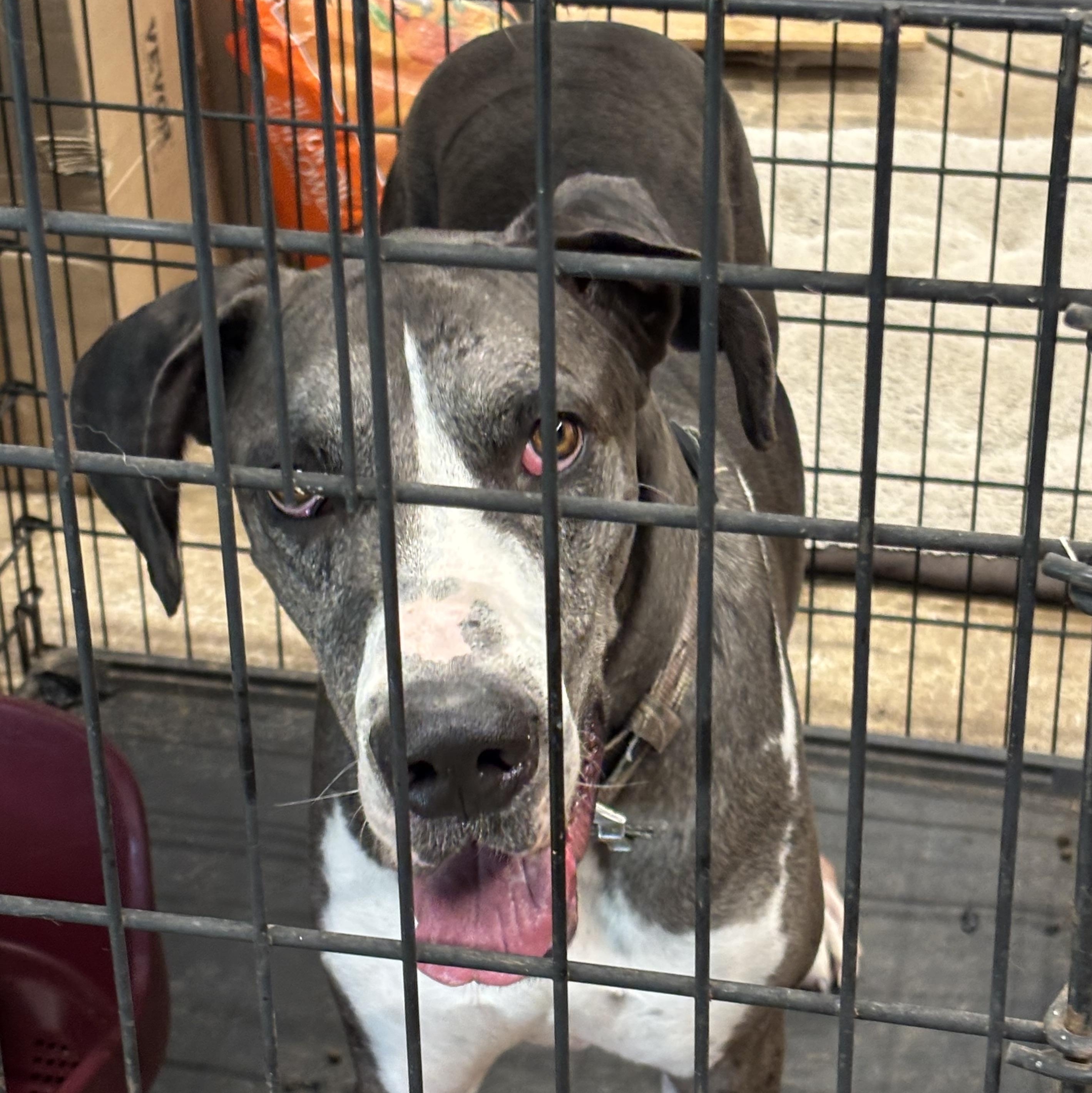 Enlarge Haze, an adopted Great Dane in Weatherford, TX image 4/5