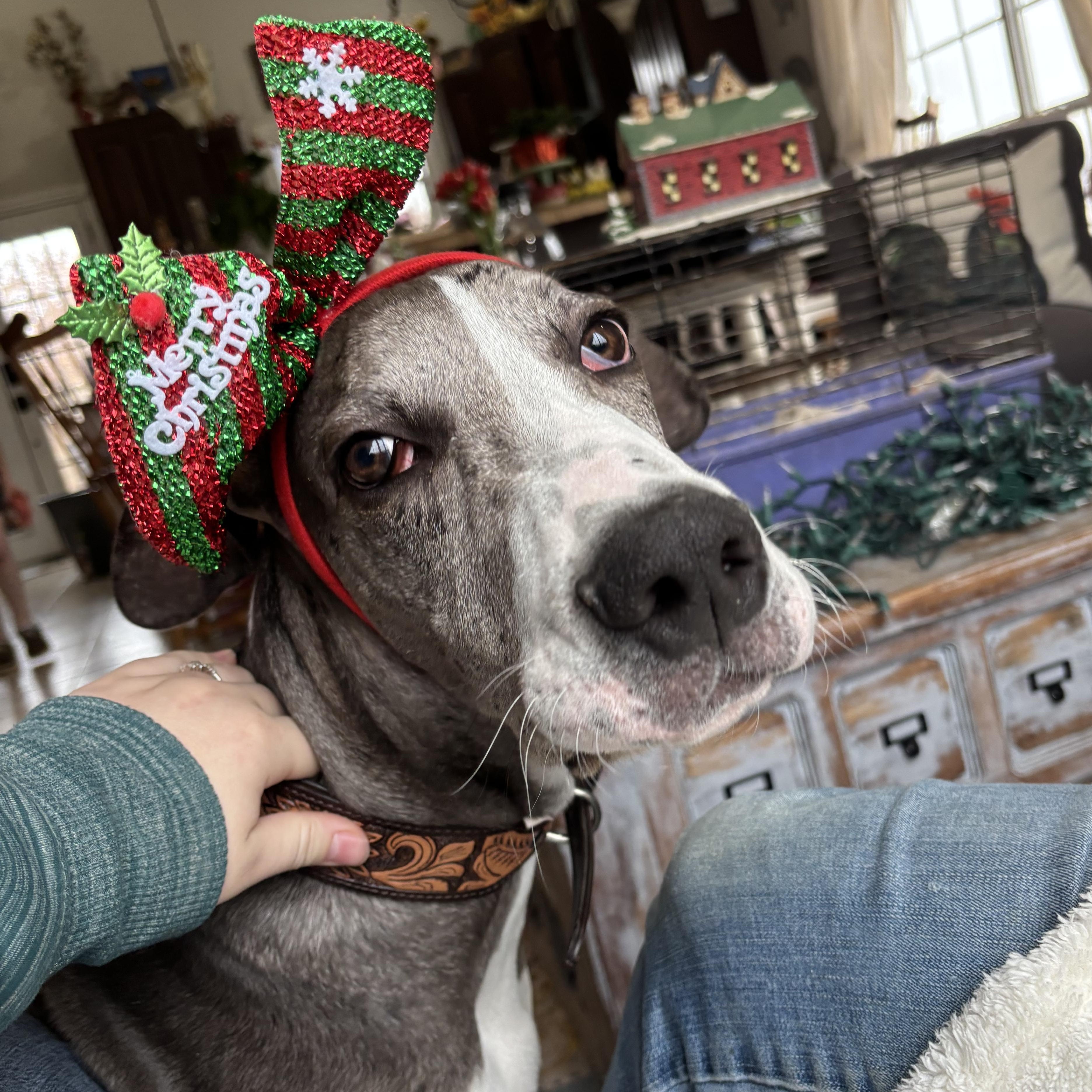 Enlarge Haze, an adopted Great Dane in Weatherford, TX image 3/5