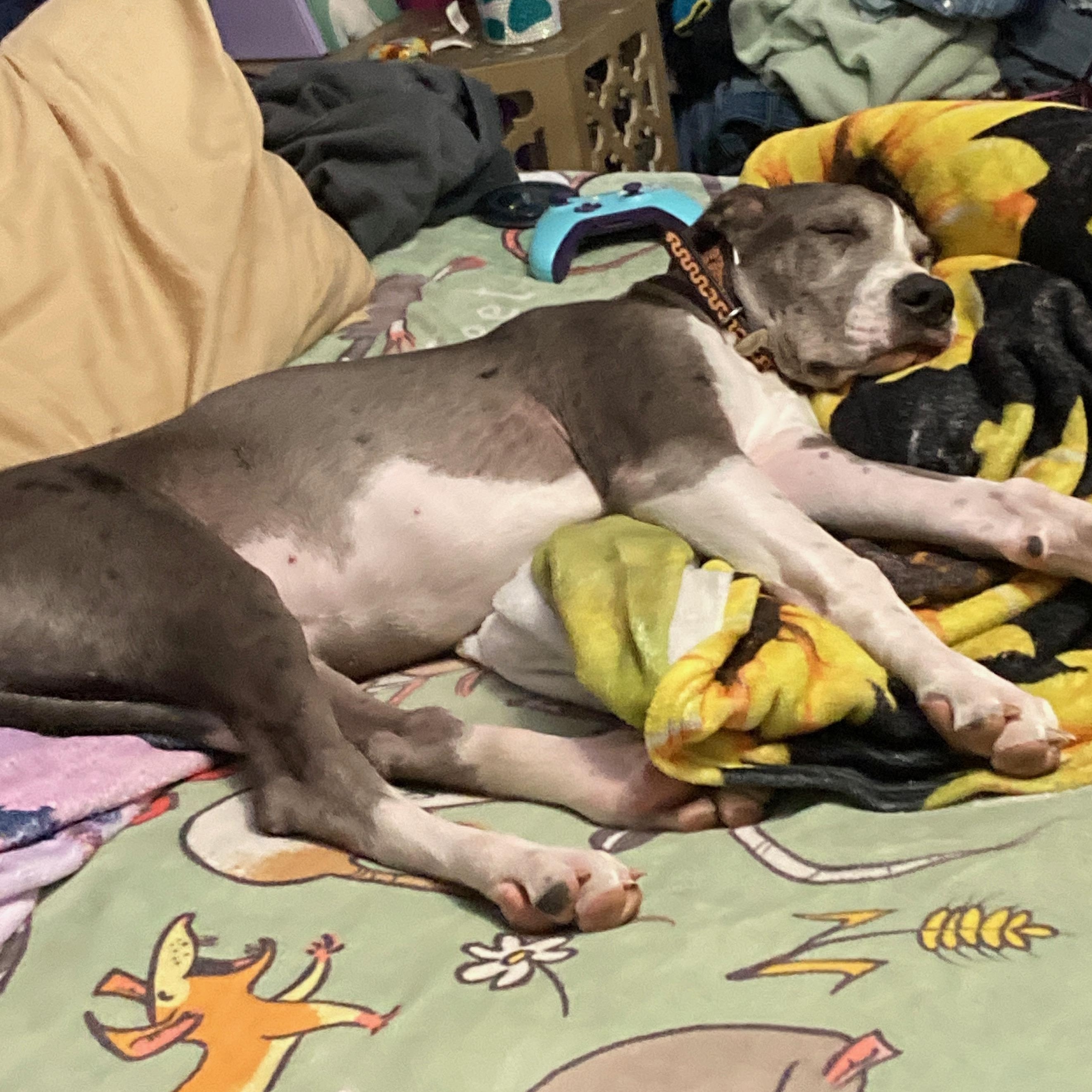 Enlarge Haze, an adopted Great Dane in Weatherford, TX image 5/5