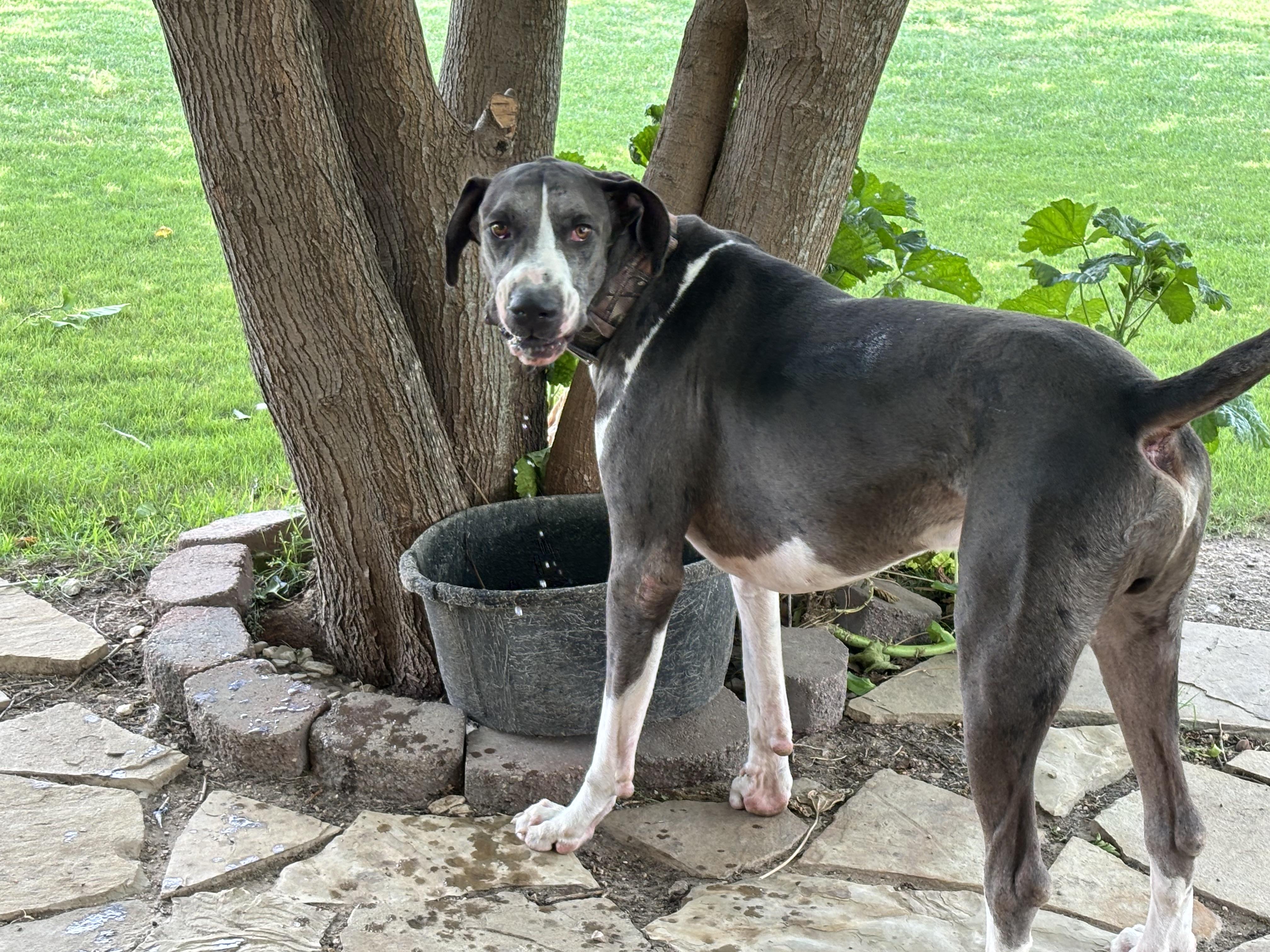 Haze, adopted, Young Male Great Dane.