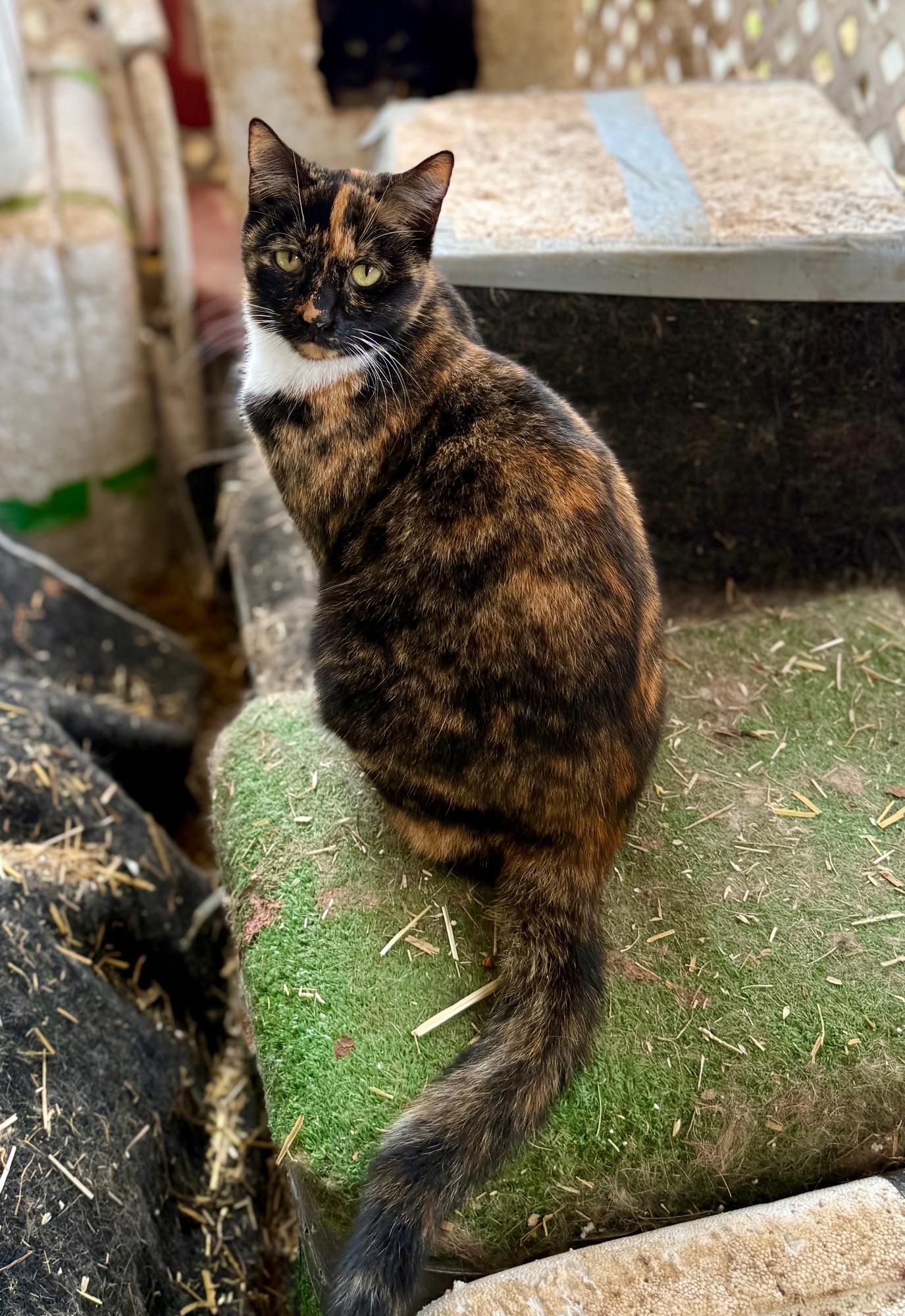 Shadow, an adopted Calico in Johnson City, TN image 3/3