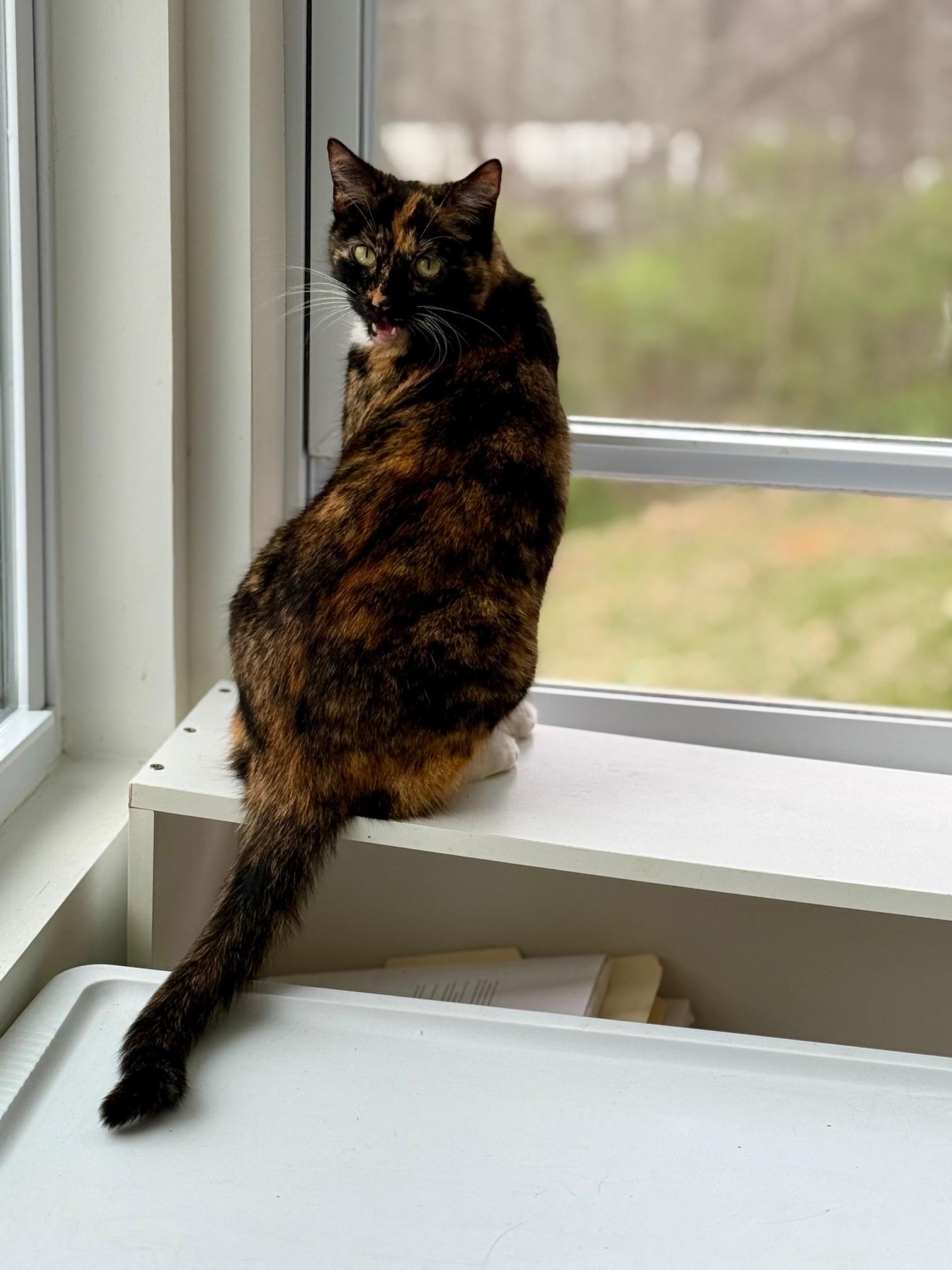 Shadow, an adopted Calico in Johnson City, TN image 2/3