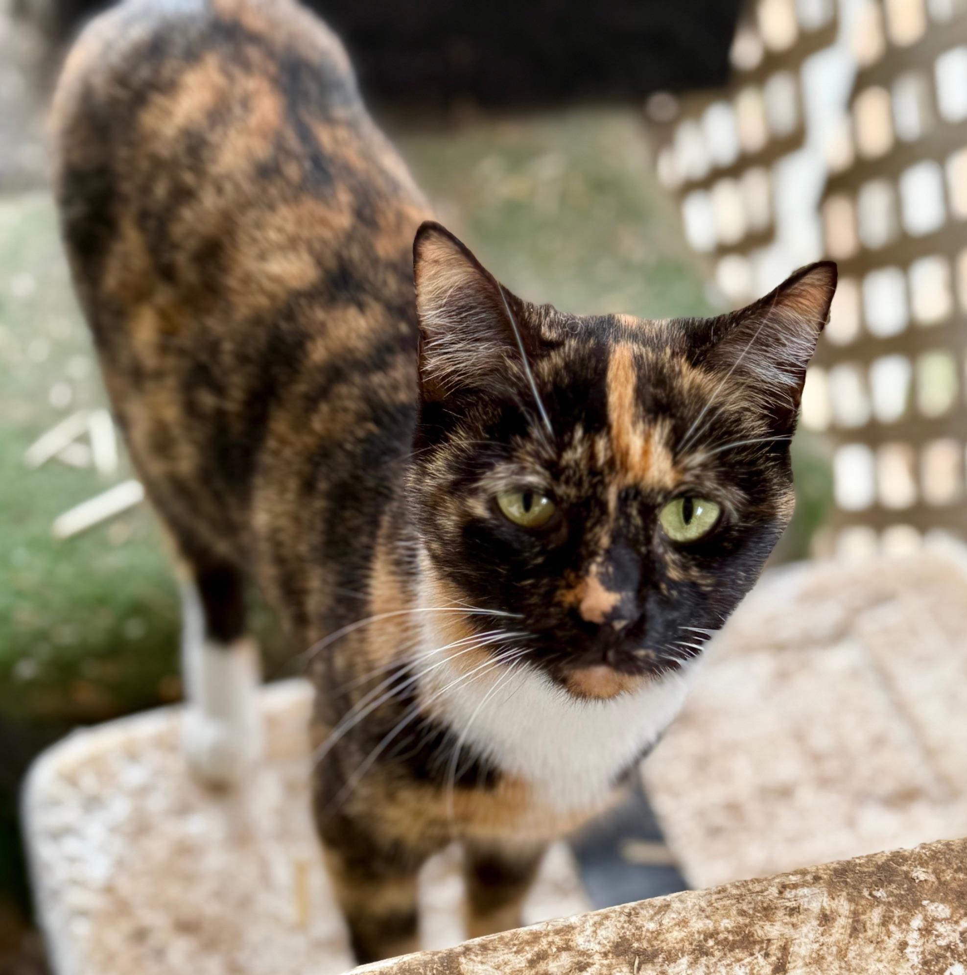 Shadow, adopted, Young Female Calico.