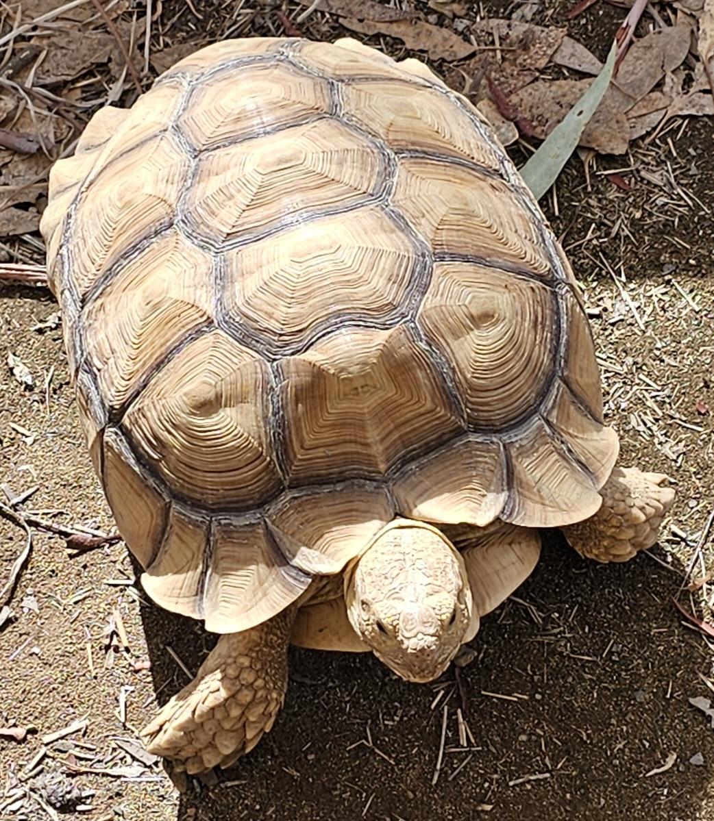 Gemini, a Adoptable Sulcata in Sacramento, CA image 1/3