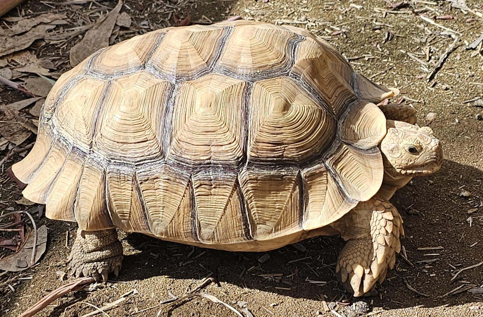 Gemini, a Adoptable Sulcata in Sacramento, CA image 2/3