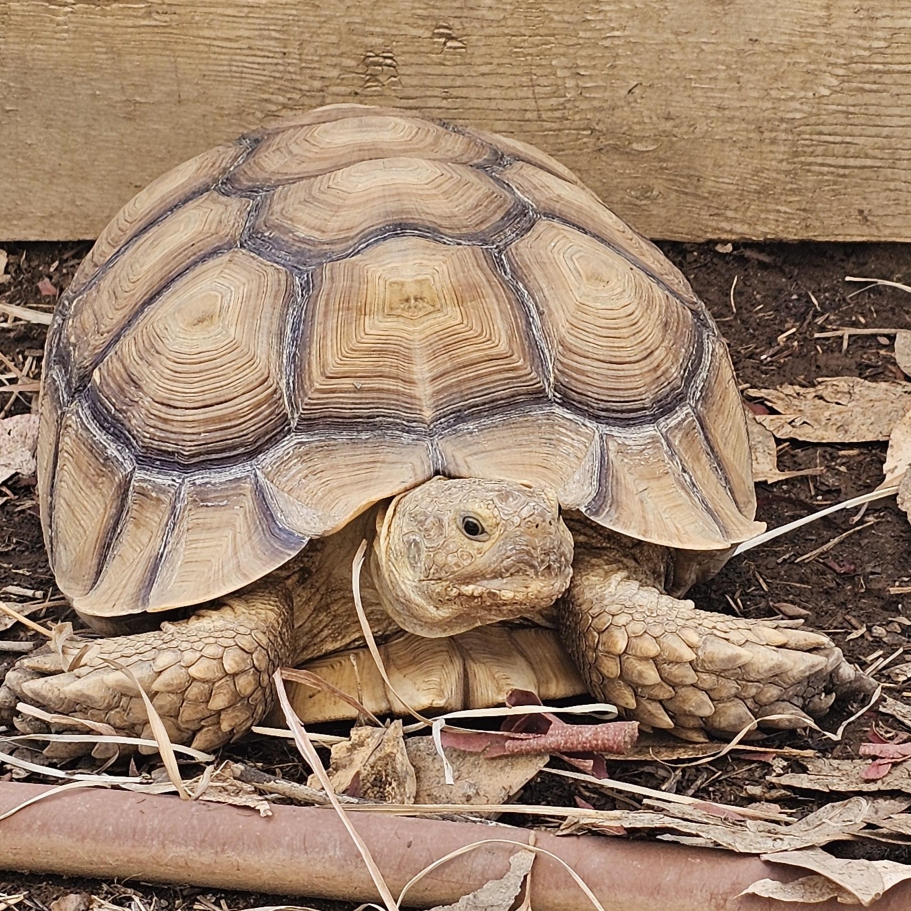 Gemini, a Adoptable Sulcata in Sacramento, CA image 3/3