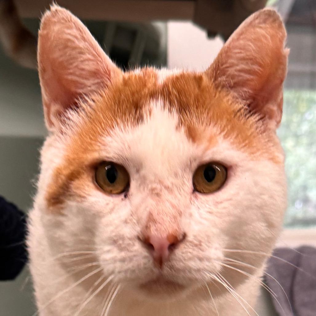 Enlarge Travis, a Adoptable Domestic Short Hair in Pittsford, VT image 1/1