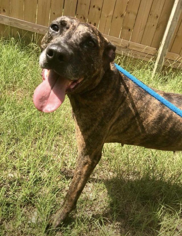 Serenity, a Adoptable Plott Hound in Jackson, MS image 2/6