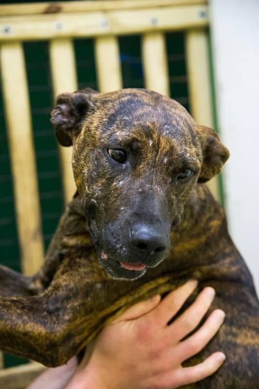 Serenity, a Adoptable Plott Hound in Jackson, MS image 3/6