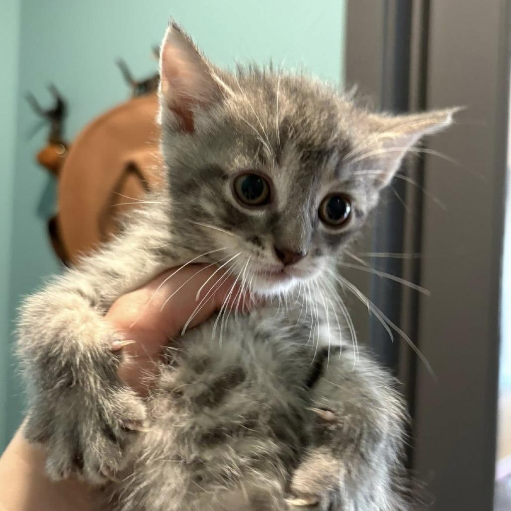 Pizza Hut, a Adoptable Domestic Short Hair in Johnstown, PA image 1/2