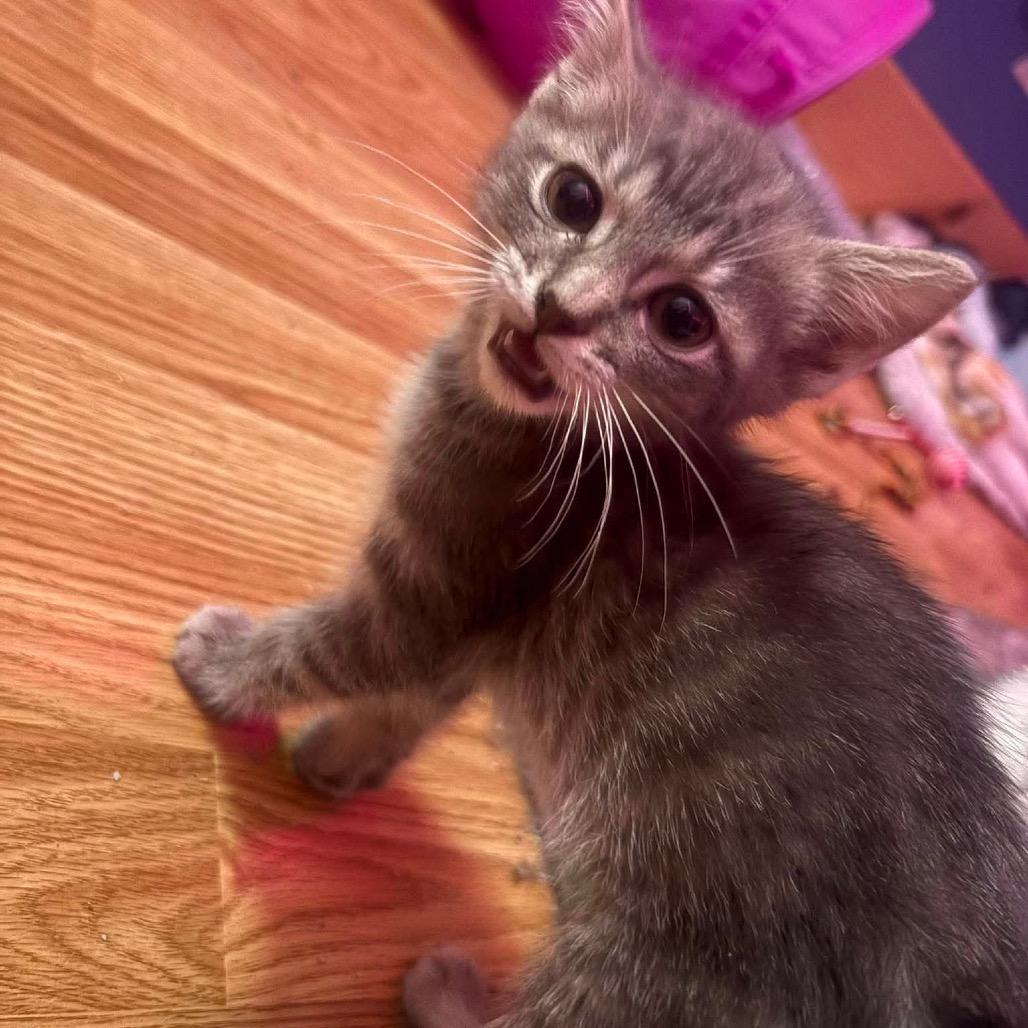 Pizza Hut, a Adoptable Domestic Short Hair in Johnstown, PA image 2/2