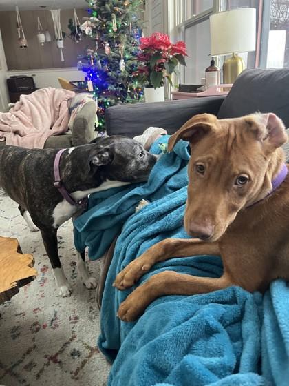 Pinochle, Adoptable, Puppy Male Mixed Breed & Mixed Breed.