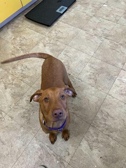 Enlarge Pinochle, a Adoptable Mixed Breed in Chicago, IL image 2/4