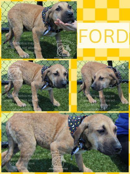 FORD, Adoptable, Puppy Male American Staffordshire Terrier & Mixed Breed.
