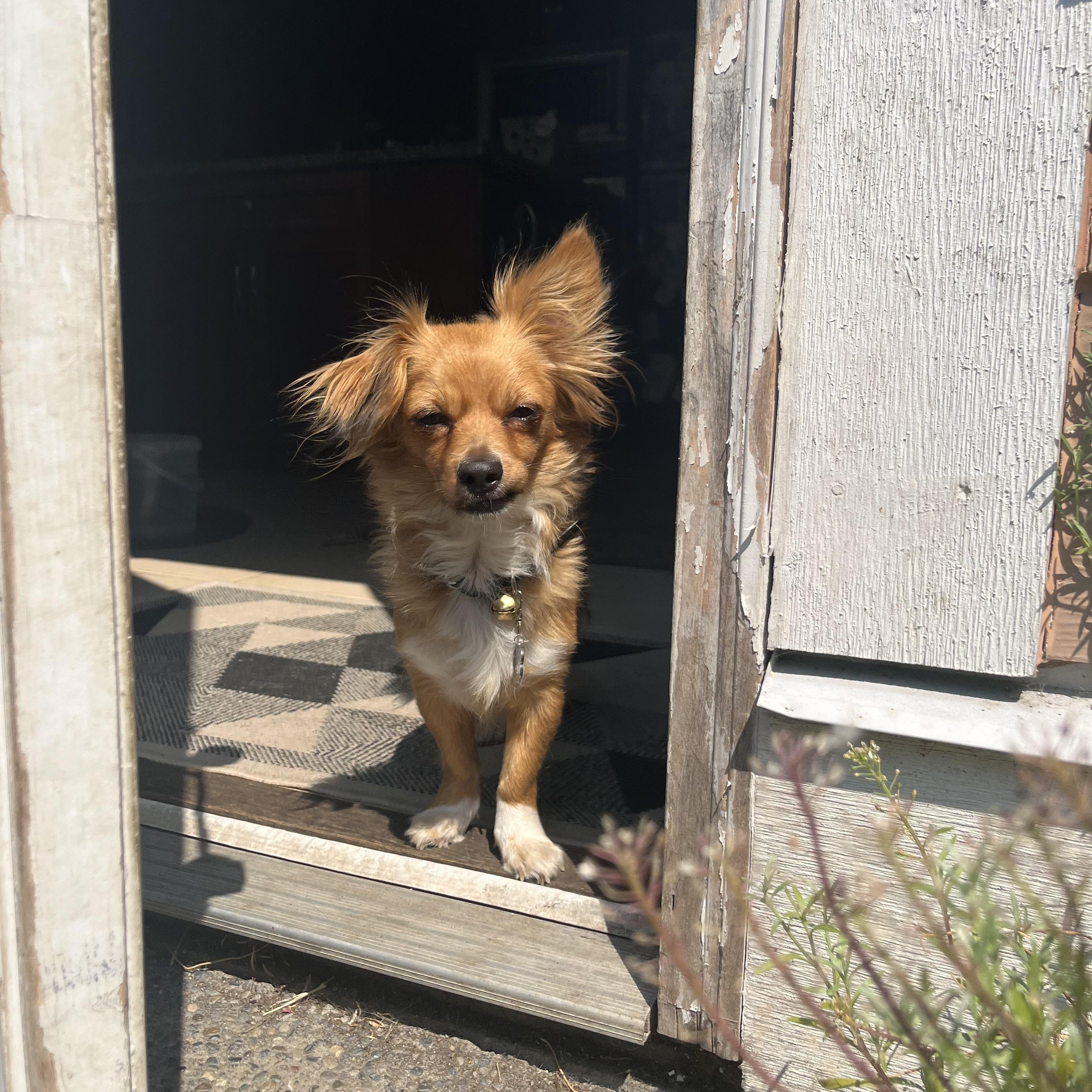 Spring, a ADOPTABLE mixed breed in North Vancouver, BC image 2/5