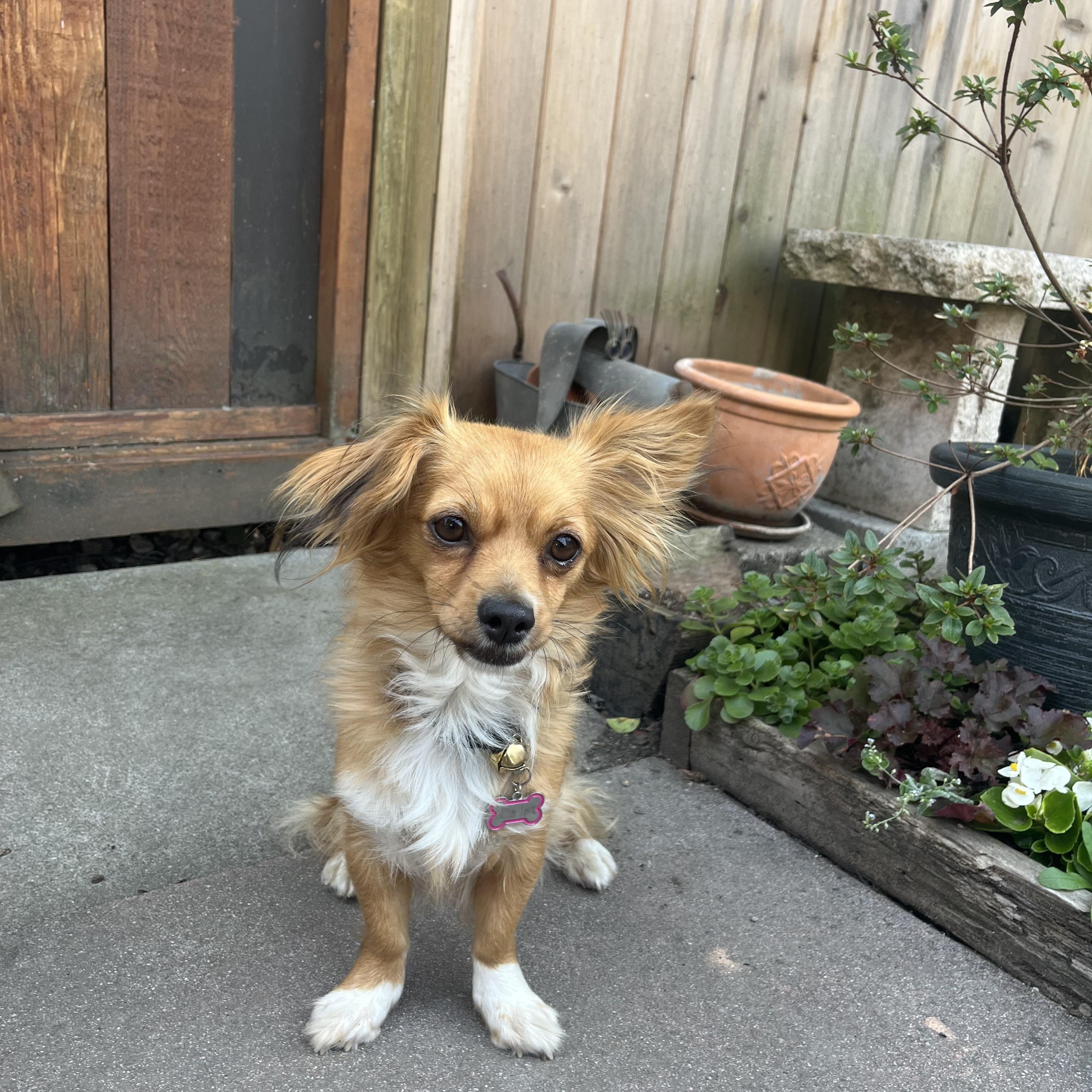 Spring, ADOPTABLE, Adult Female Papillon & Chihuahua.