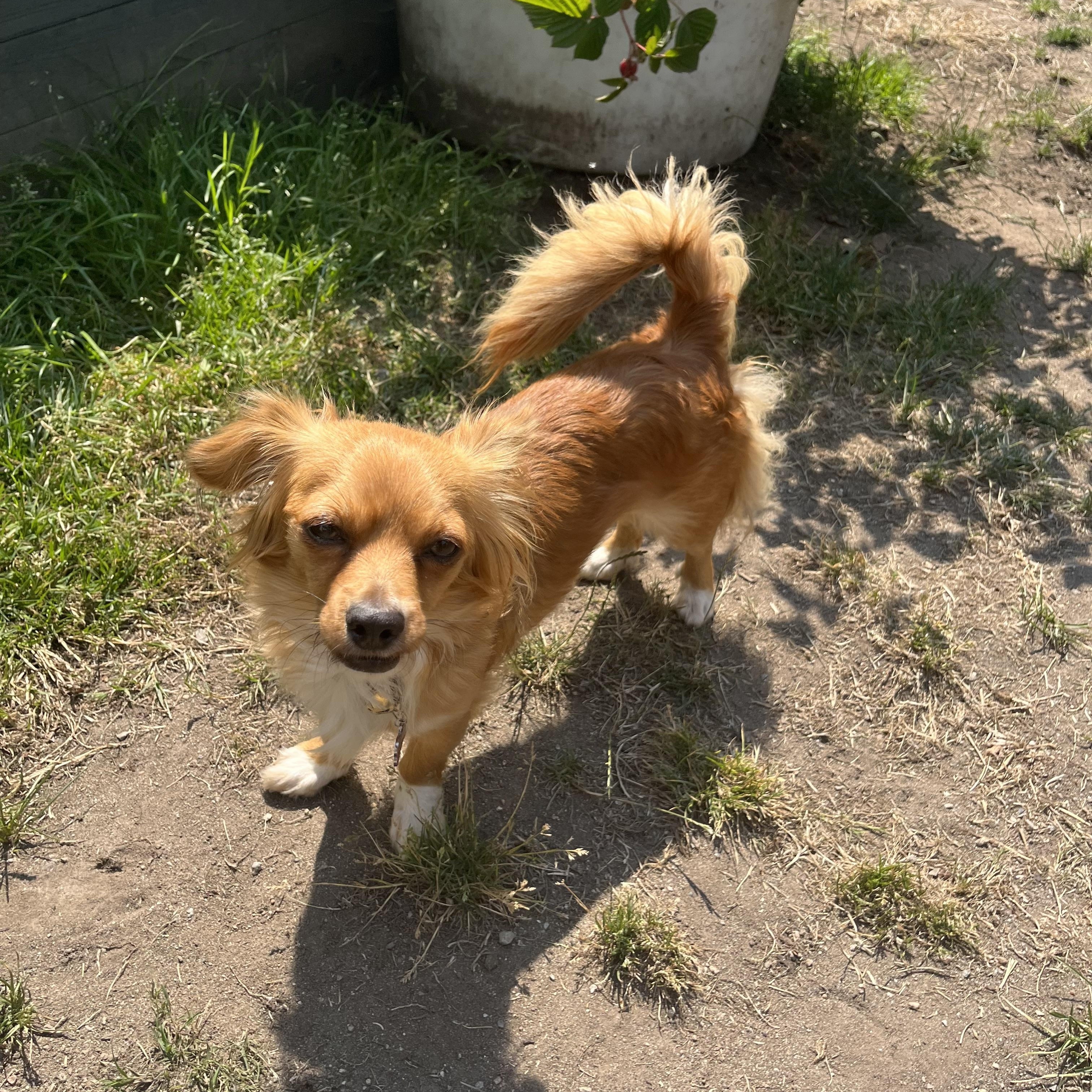 Spring, a ADOPTABLE mixed breed in North Vancouver, BC image 3/5