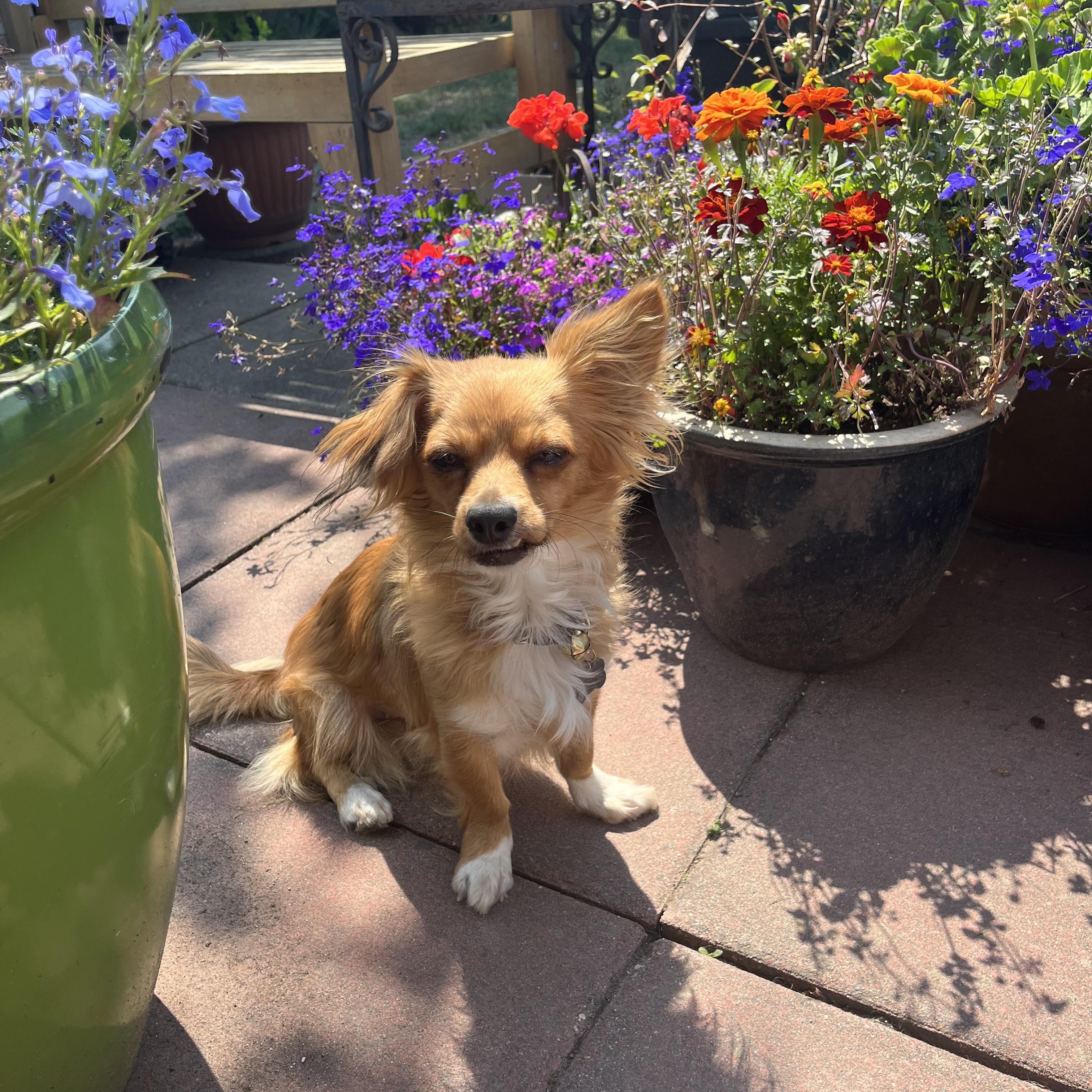 Spring, a ADOPTABLE mixed breed in North Vancouver, BC image 4/5