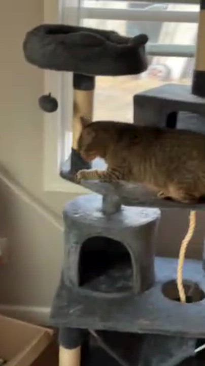 Enlarge Kelsie- urgent, a ADOPTABLE mixed breed in Clarksville, IN video 1/2