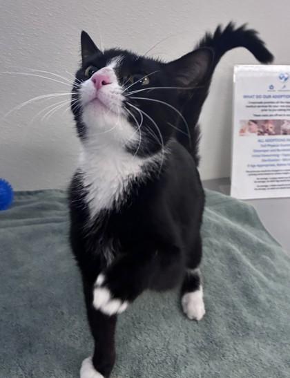 Enlarge Chloe, a ADOPTABLE Domestic Short Hair in Buffalo, MN image 1/1