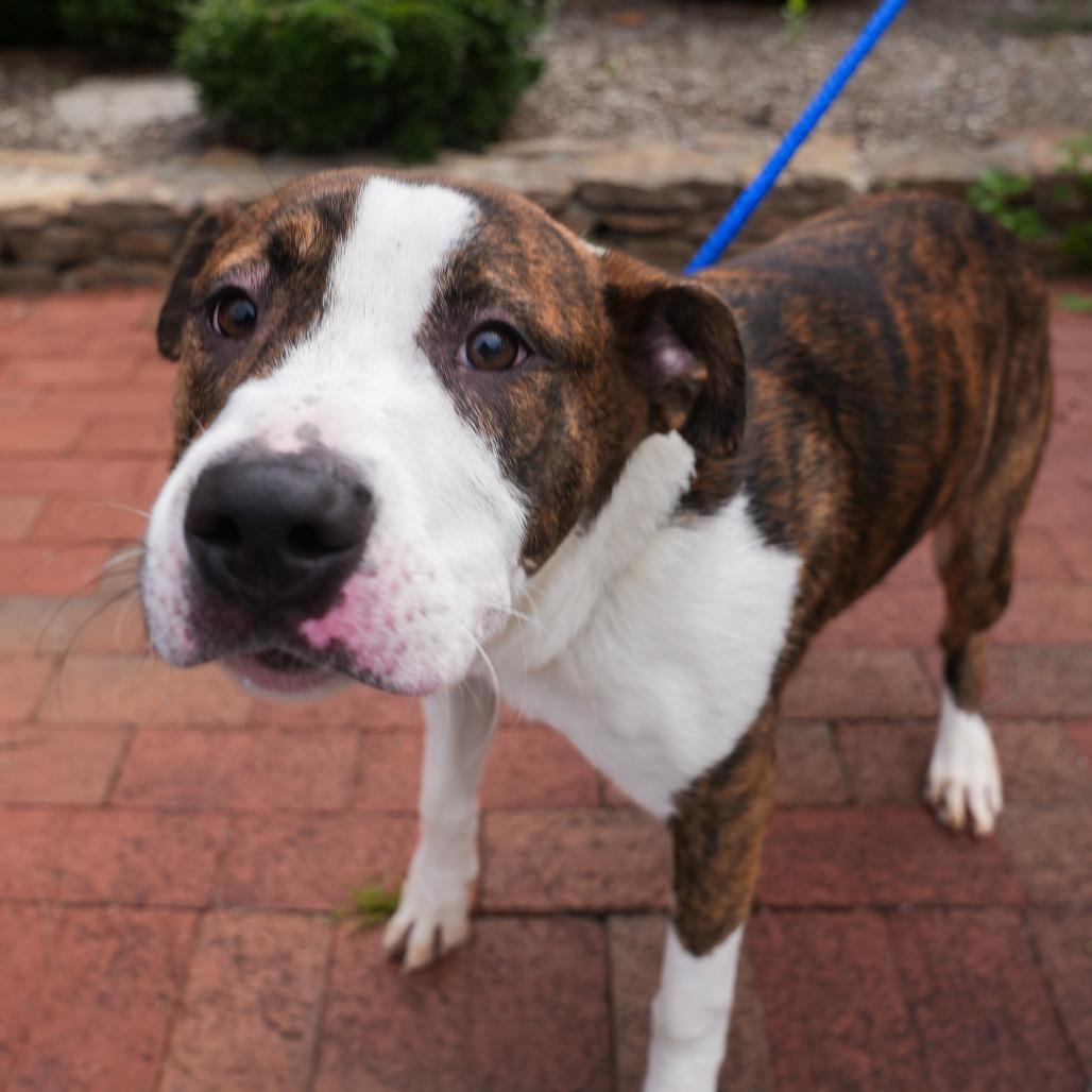 Enlarge Prince Eric, a Adoptable Mixed Breed in Germantown, TN image 1/1