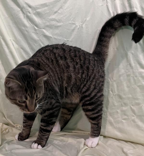 Dashiell, an adopted Domestic Short Hair in Connelly Springs, NC image 4/6