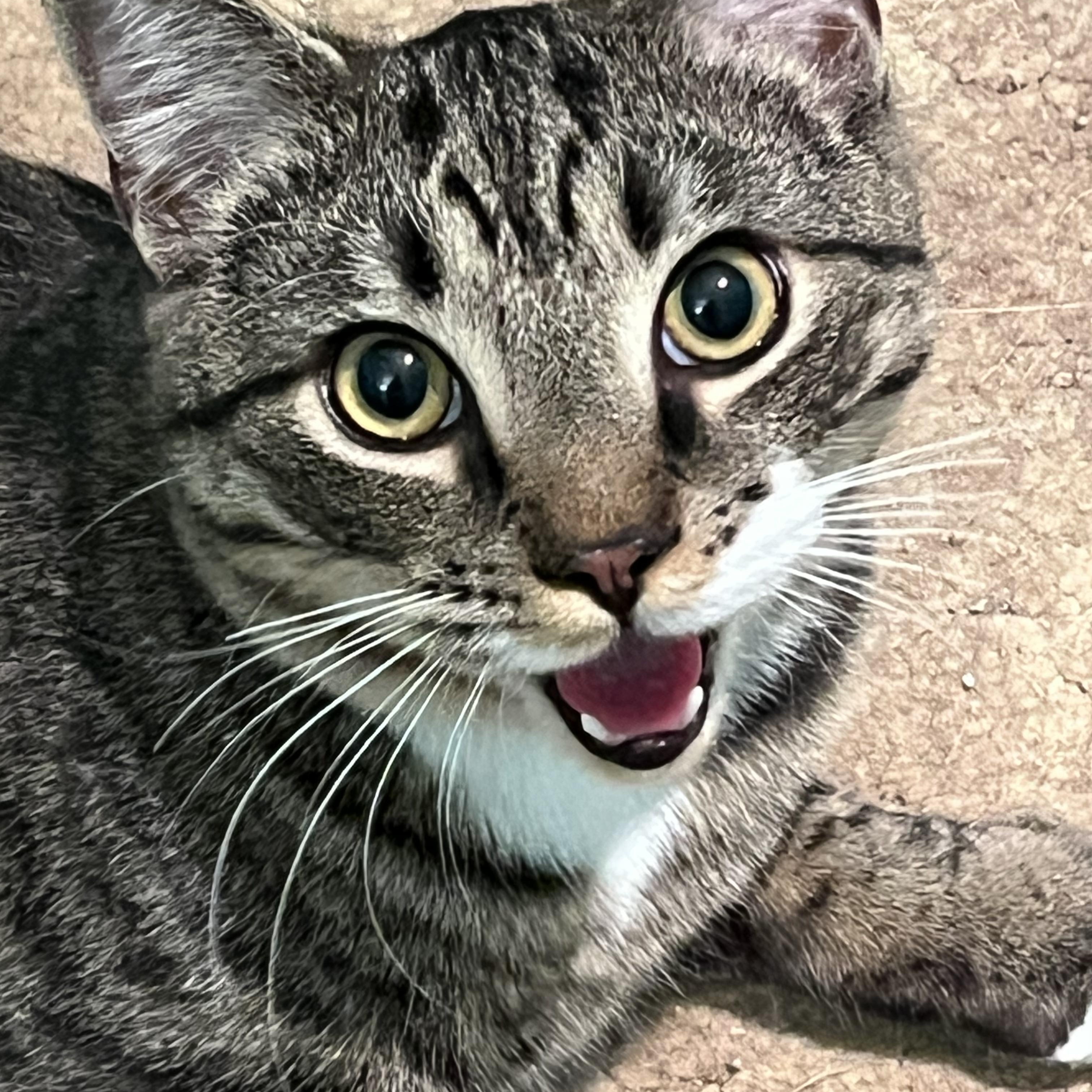 Dashiell, an adopted Domestic Short Hair in Connelly Springs, NC image 6/6
