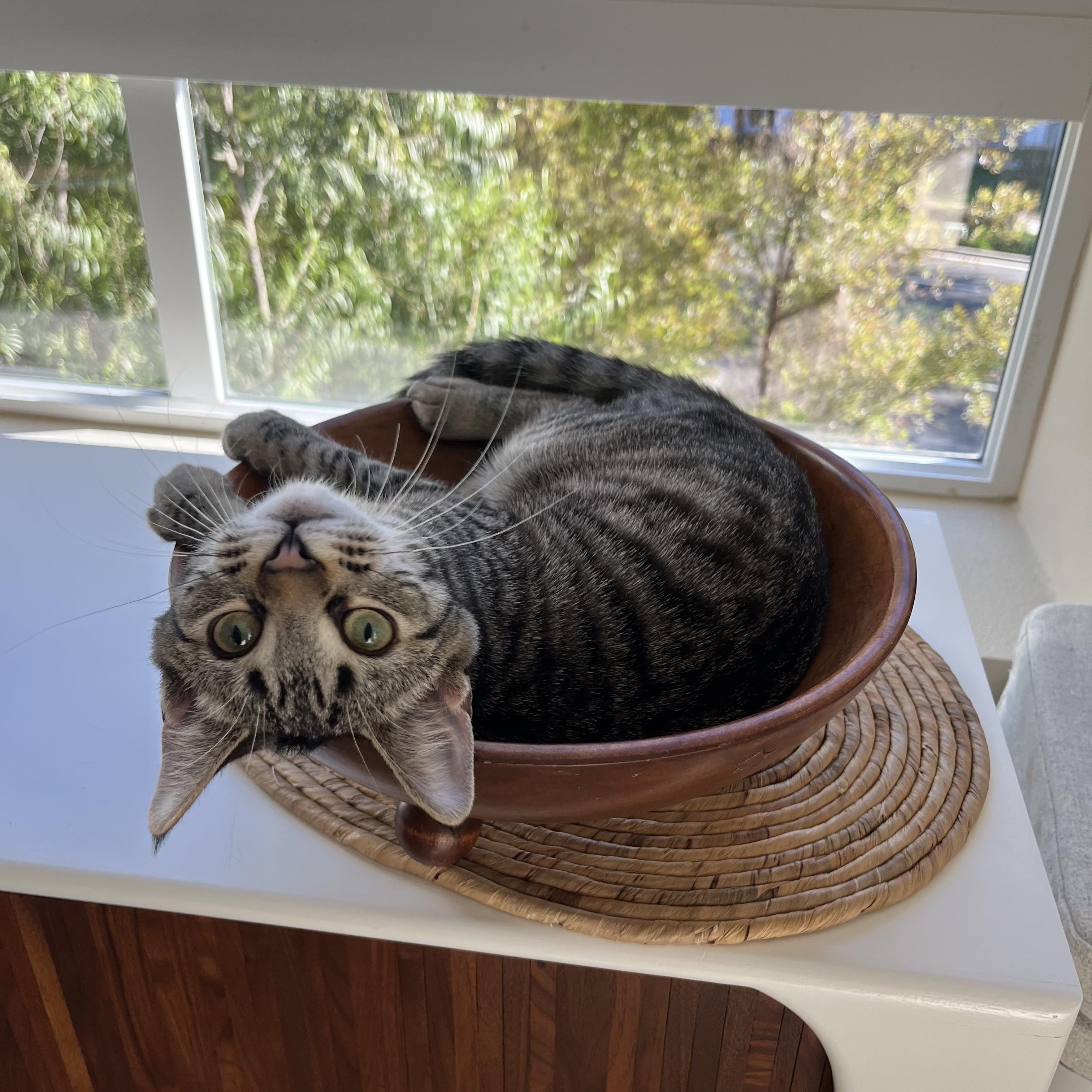 Chalupa, a ADOPTABLE Domestic Short Hair in Aliso Viejo, CA image 1/5
