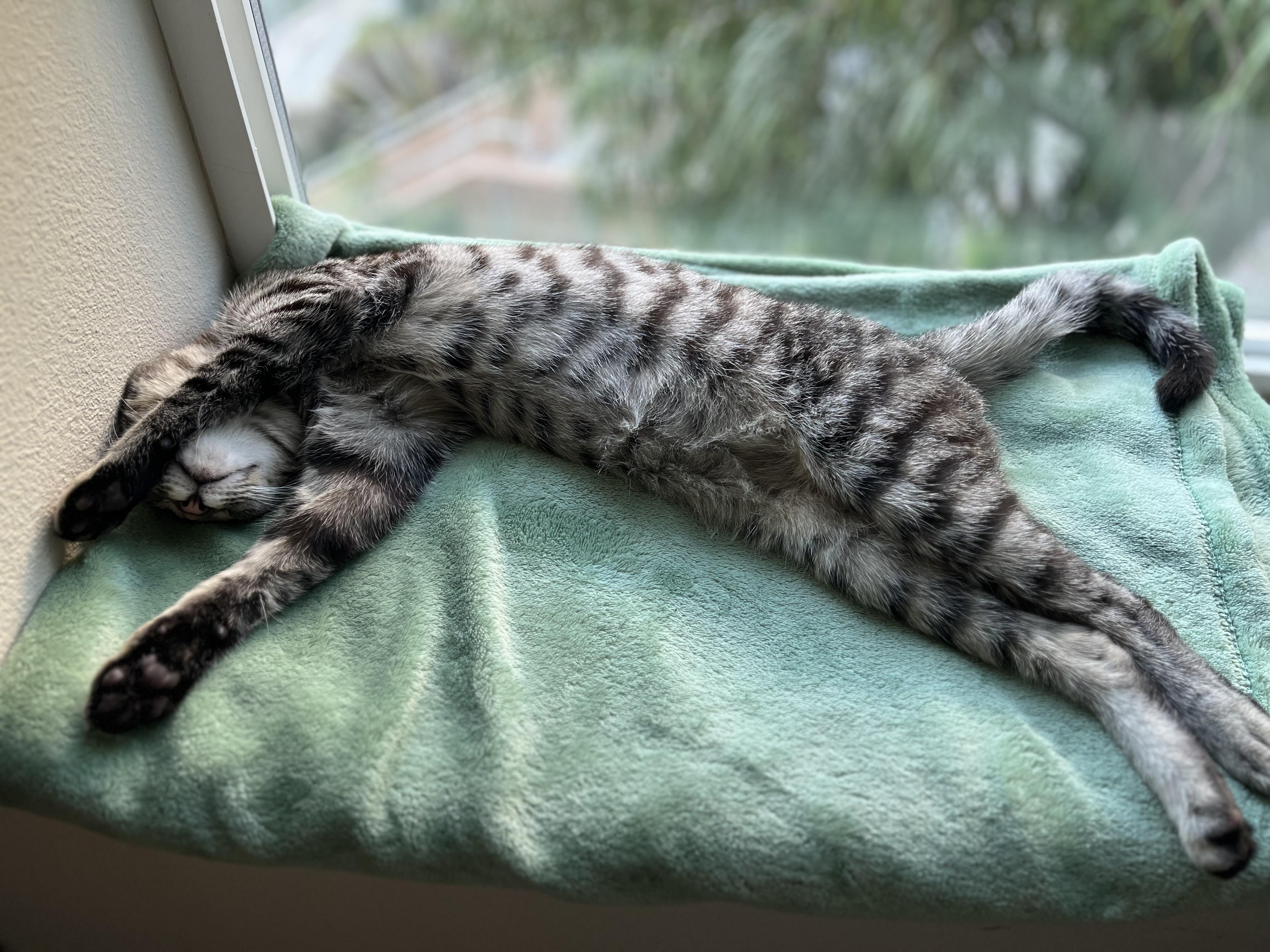 Chalupa, a ADOPTABLE Domestic Short Hair in Aliso Viejo, CA image 2/5