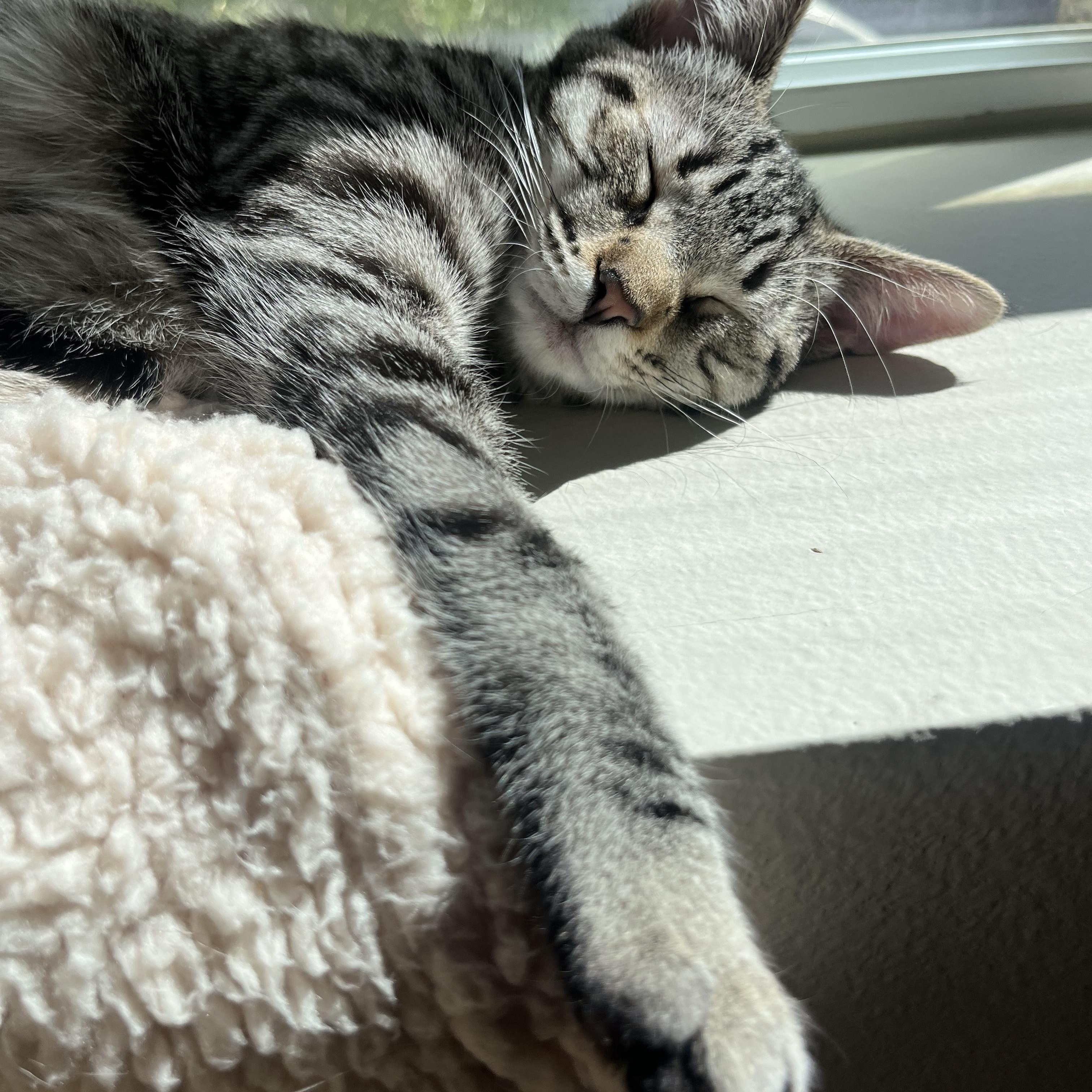 Chalupa, a ADOPTABLE Domestic Short Hair in Aliso Viejo, CA image 4/5