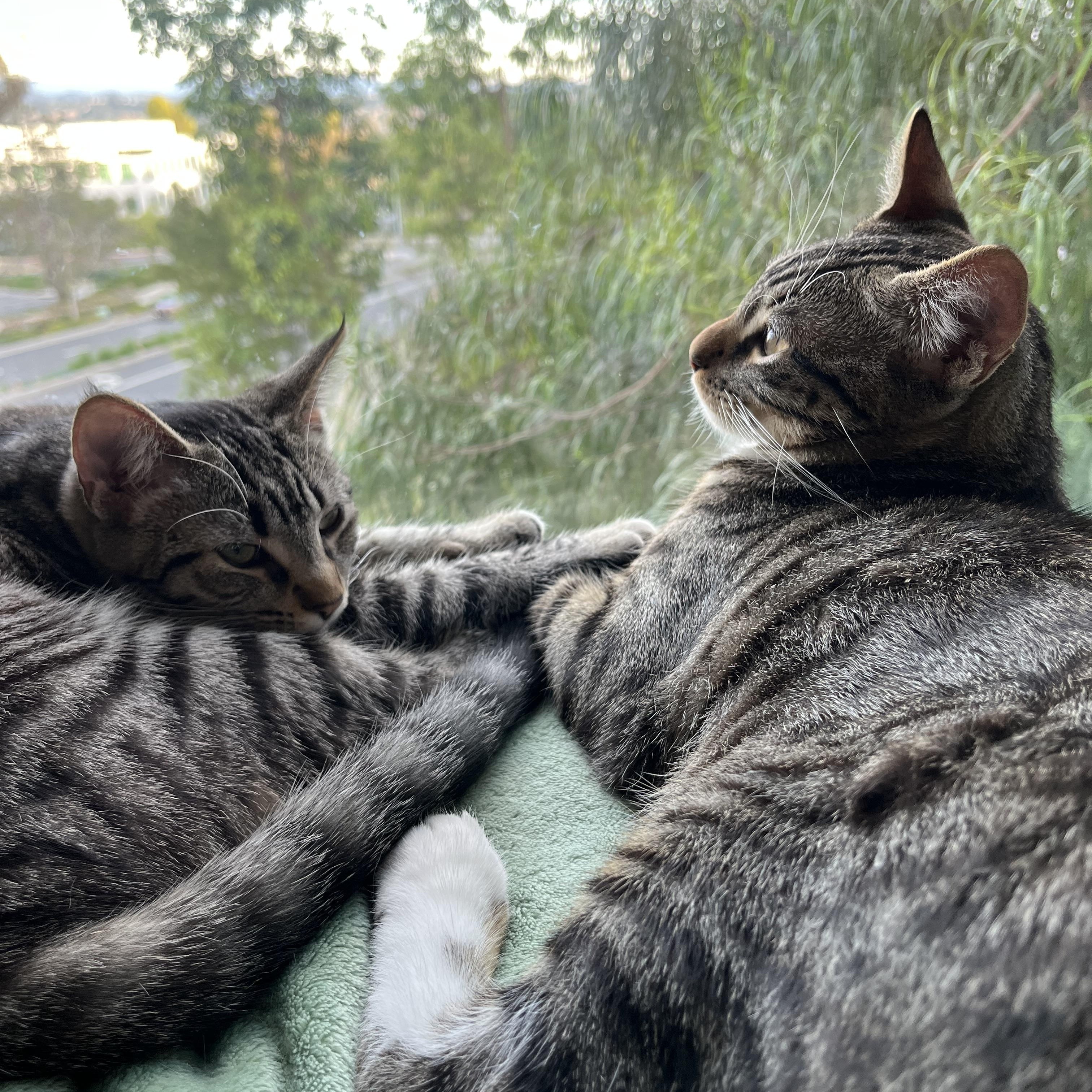 Chalupa, a ADOPTABLE Domestic Short Hair in Aliso Viejo, CA image 3/5