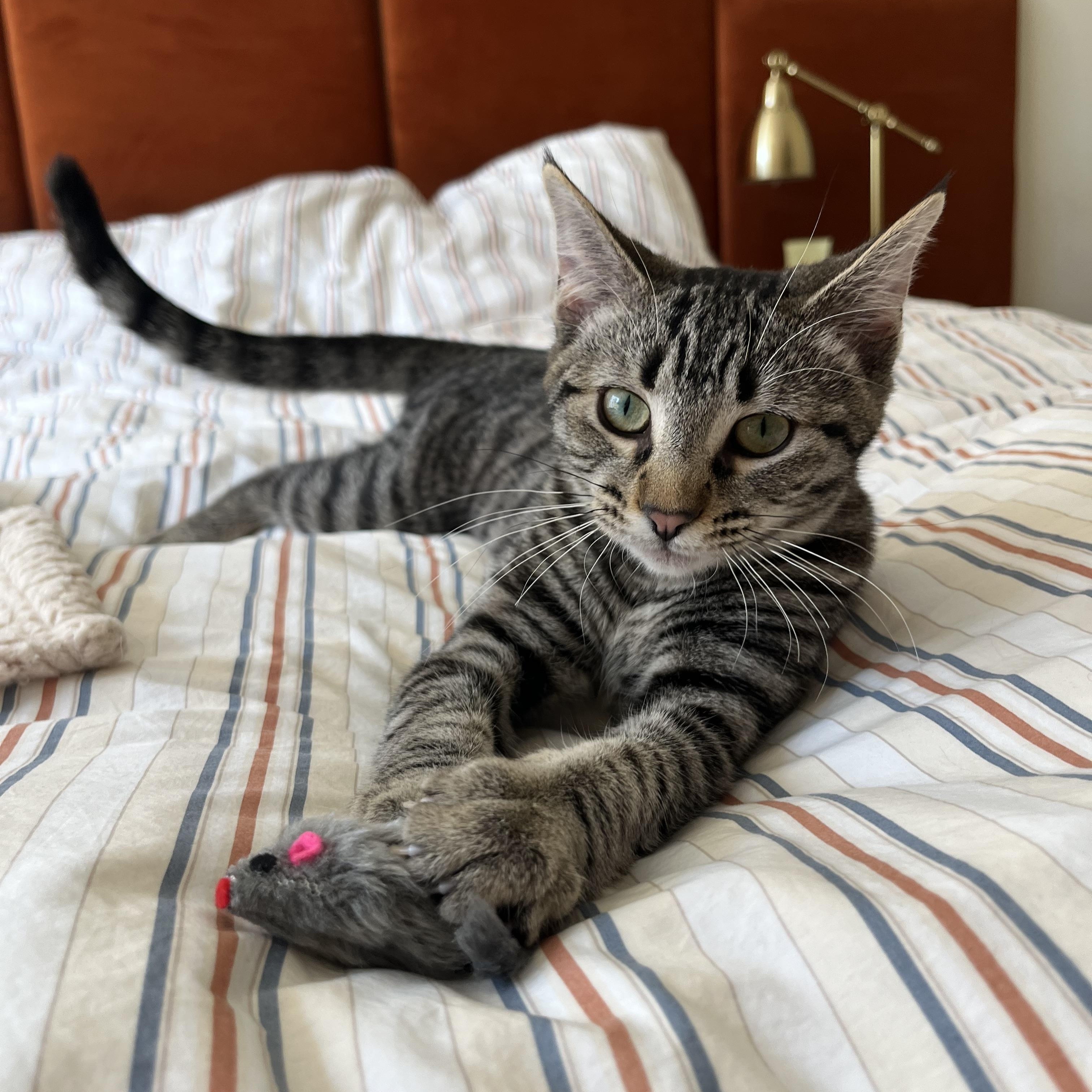 Chalupa, a ADOPTABLE Domestic Short Hair in Aliso Viejo, CA image 5/5