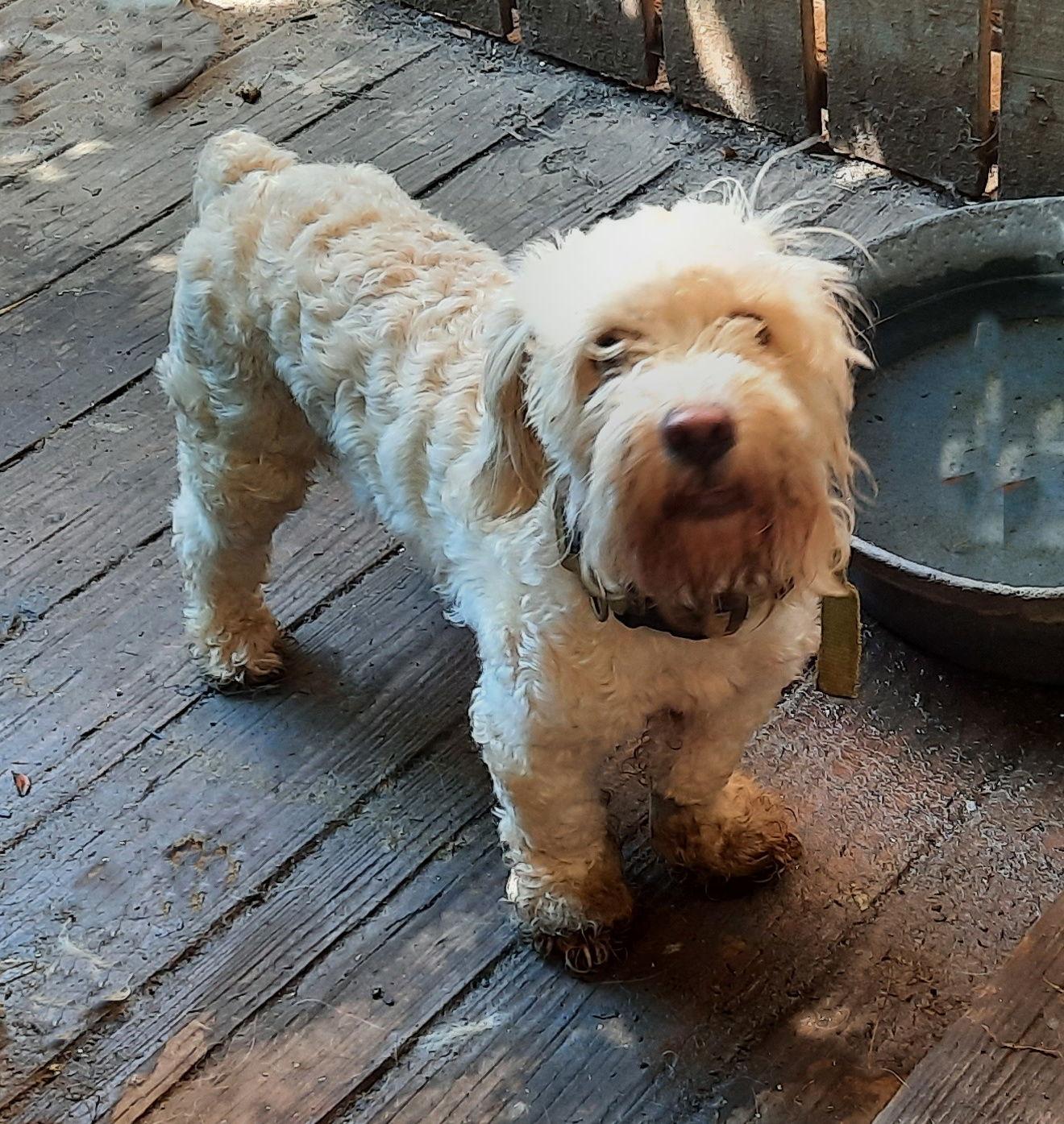 Bixby, Adopted, Young Male Maltese.