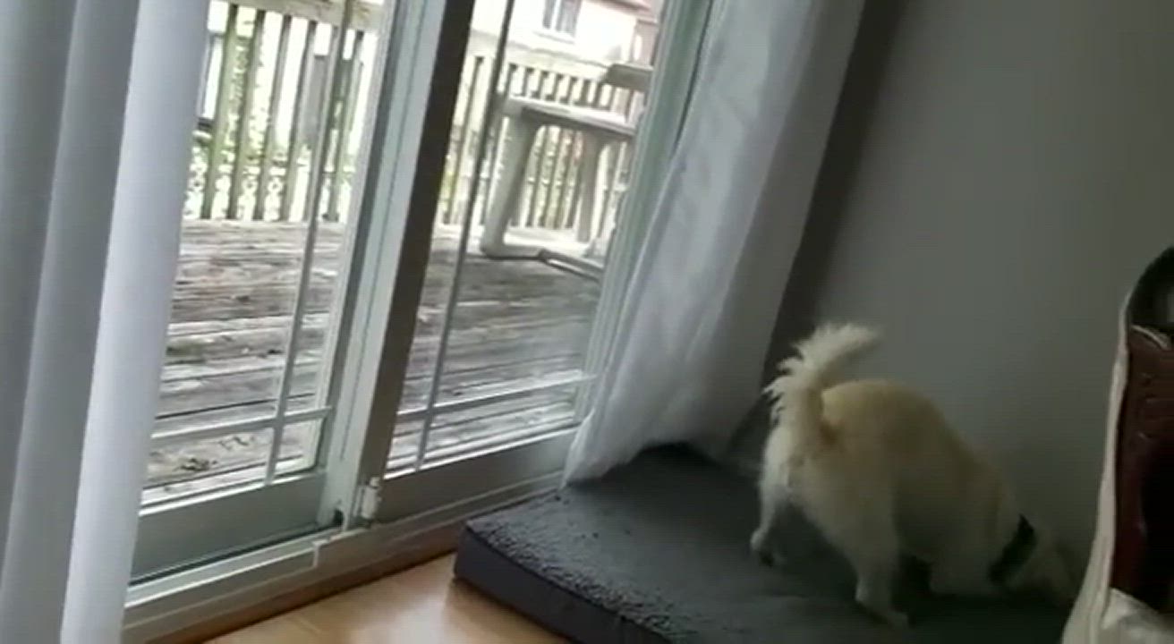 Enlarge Odie , a Adopted mixed breed in Thornhill, ON video 5/6