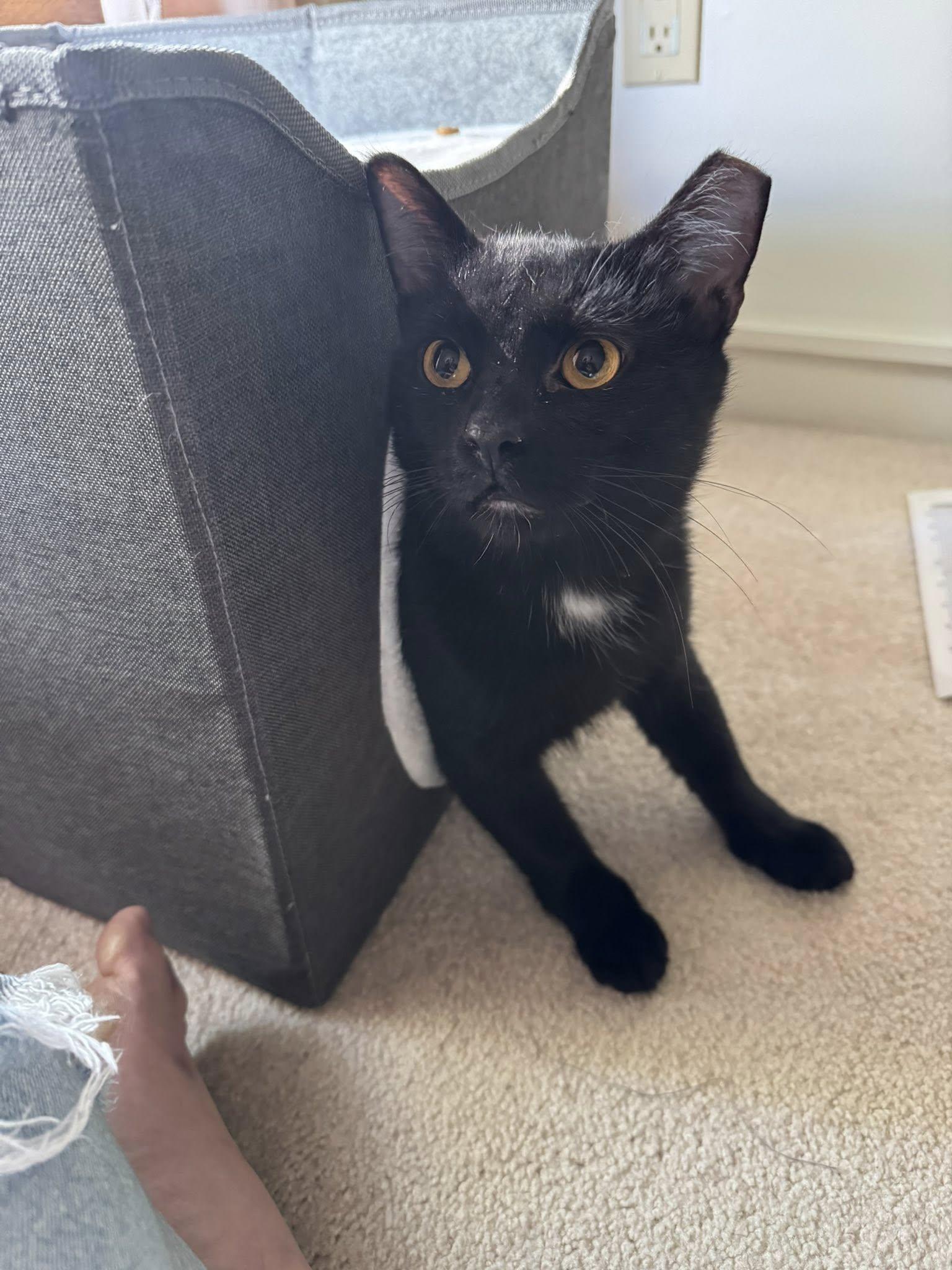 Enlarge THUNDERBIRD, a Adoptable Domestic Short Hair in Independence, OH image 2/10