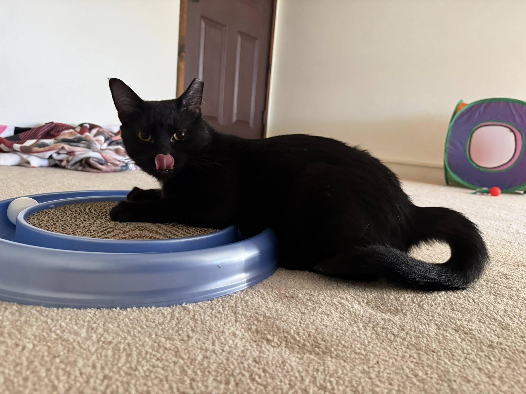 Enlarge THUNDERBIRD, a Adoptable Domestic Short Hair in Independence, OH image 5/10