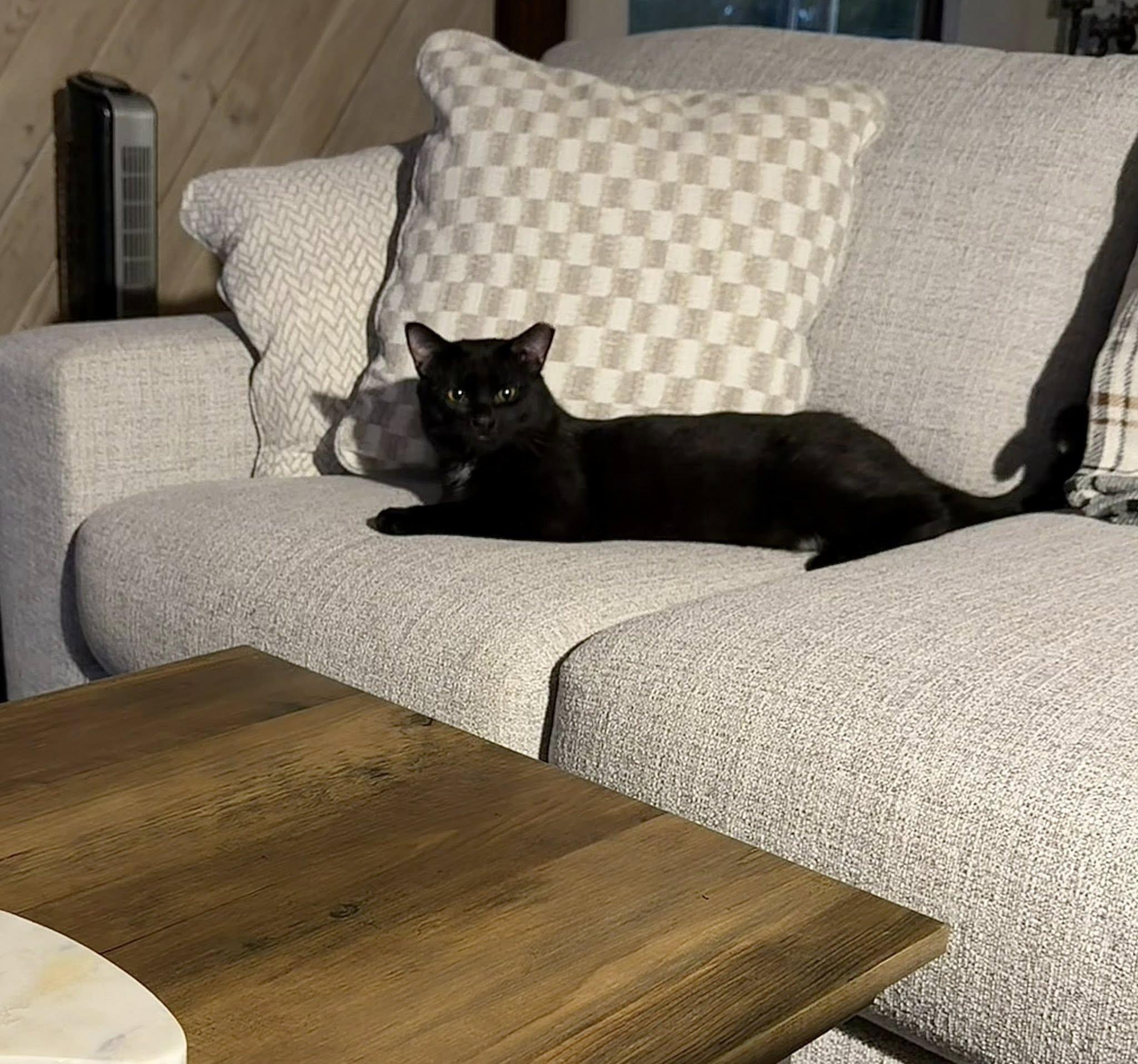 Enlarge THUNDERBIRD, a Adoptable Domestic Short Hair in Independence, OH image 6/10