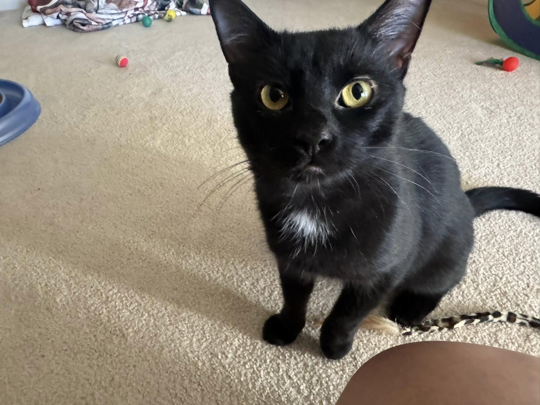 Enlarge THUNDERBIRD, a Adoptable Domestic Short Hair in Independence, OH image 7/10