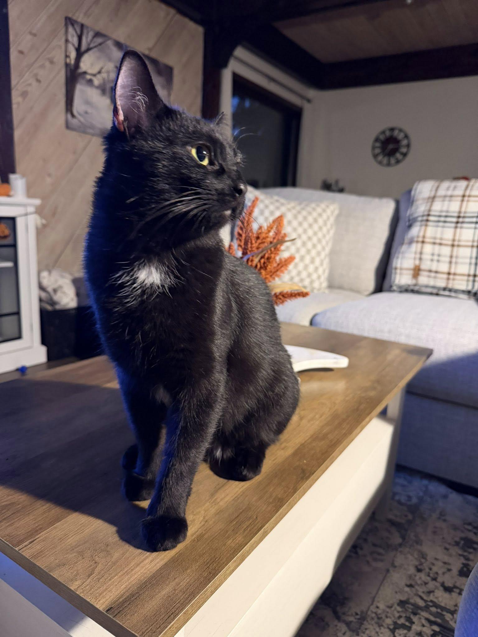 Enlarge THUNDERBIRD, a Adoptable Domestic Short Hair in Independence, OH image 10/10