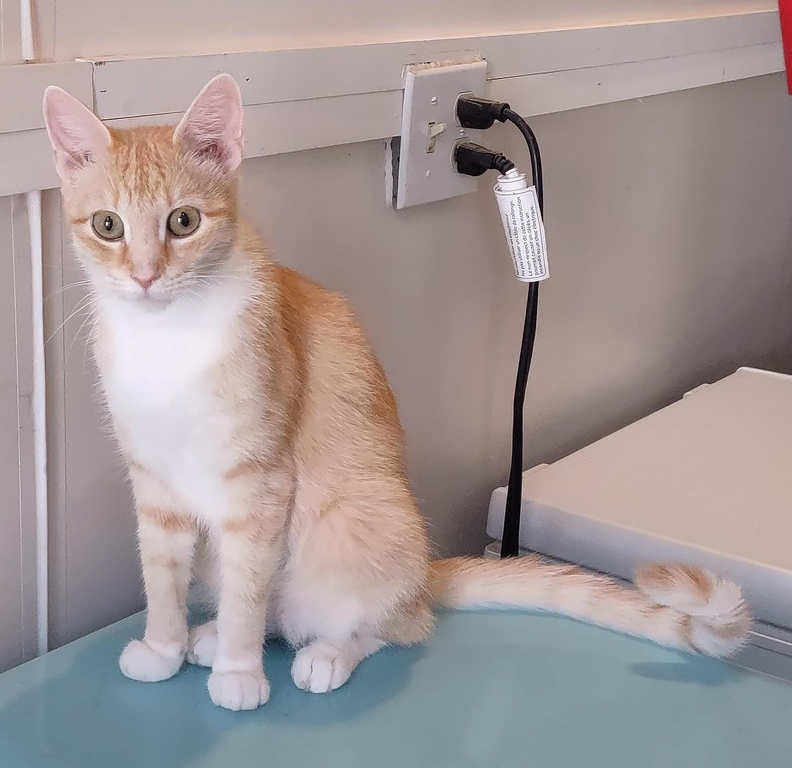 Molly, Adopted, Young Female Domestic Short Hair.