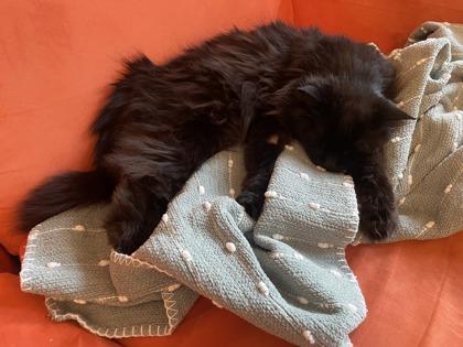 Lydia, Adoptable, Senior Female Domestic Short Hair & Domestic Short Hair.