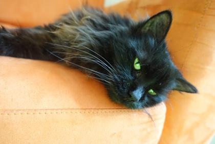 Lydia, a Adoptable mixed breed in Montreal, QC image 2/3