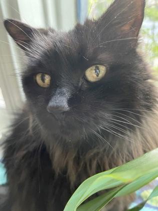Enlarge Lydia, a Adoptable mixed breed in Montreal, QC image 1/3