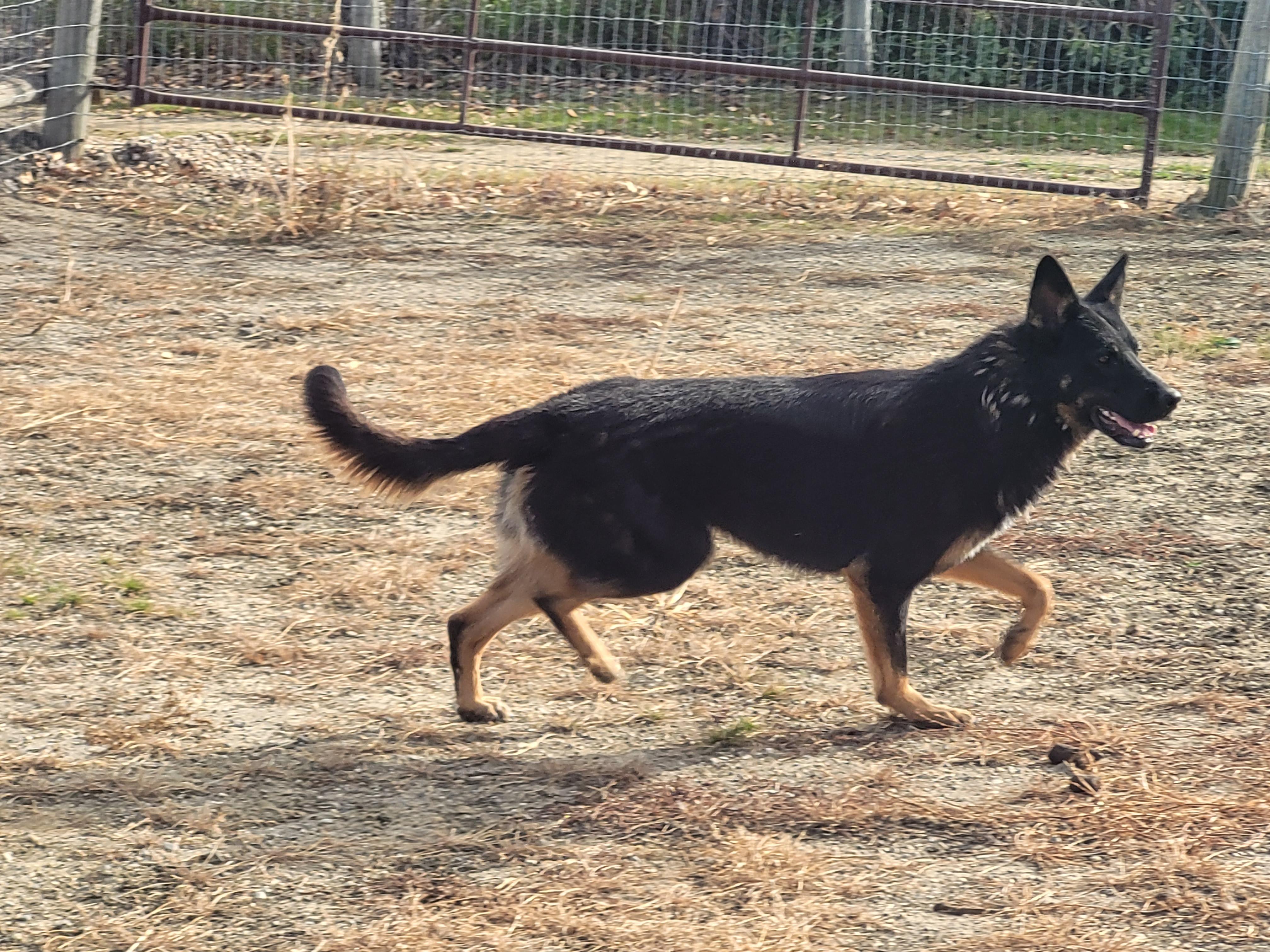 Enlarge Kodiak, a Adoptable German Shepherd Dog in Lacombe, AB image 3/3