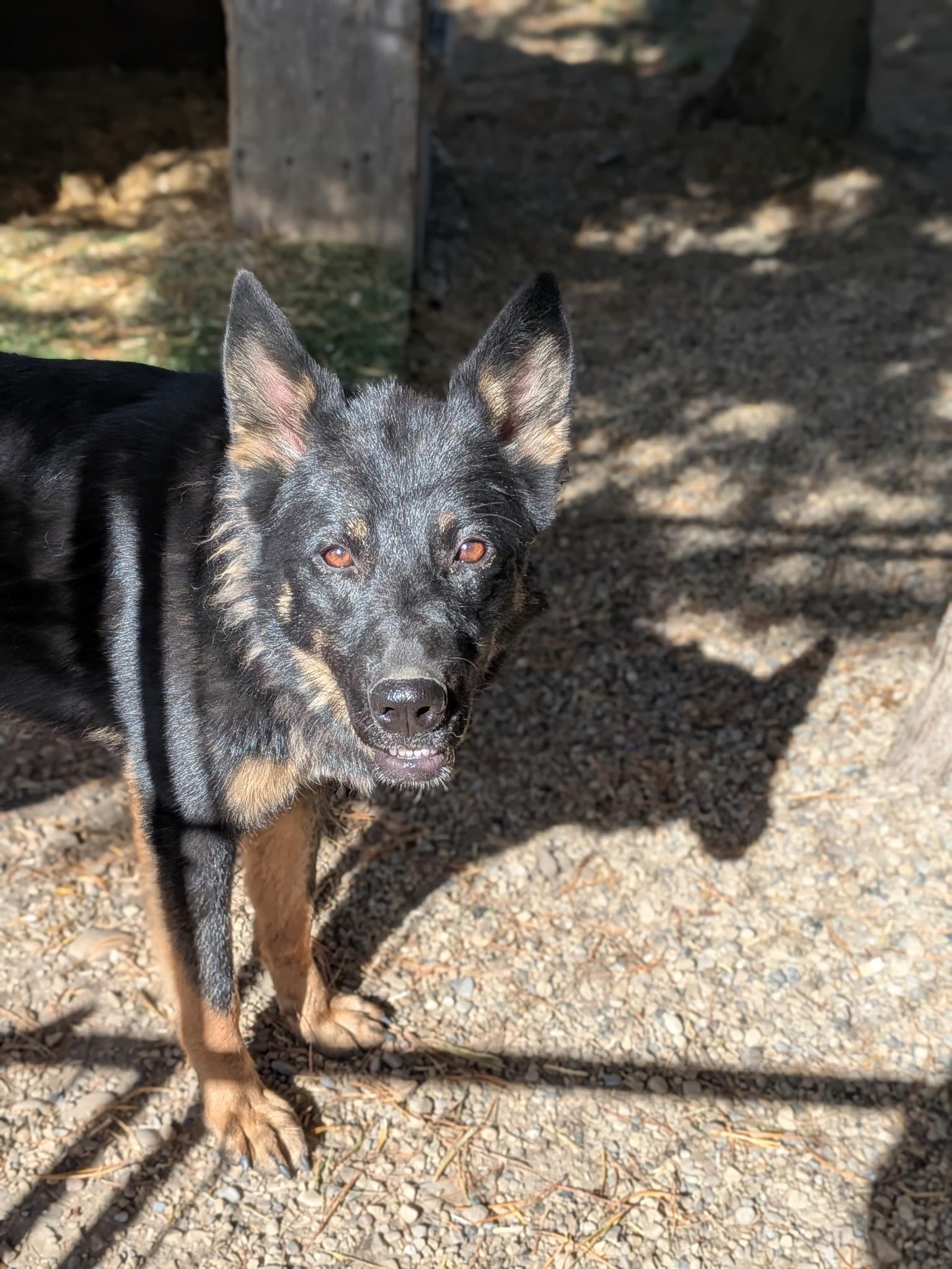 Enlarge Kodiak, a Adoptable German Shepherd Dog in Lacombe, AB image 1/3