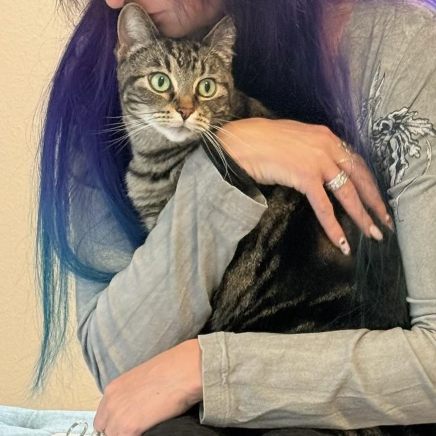 Enlarge Pibbs, a Adoptable mixed breed in Gladstone, OR image 2/6