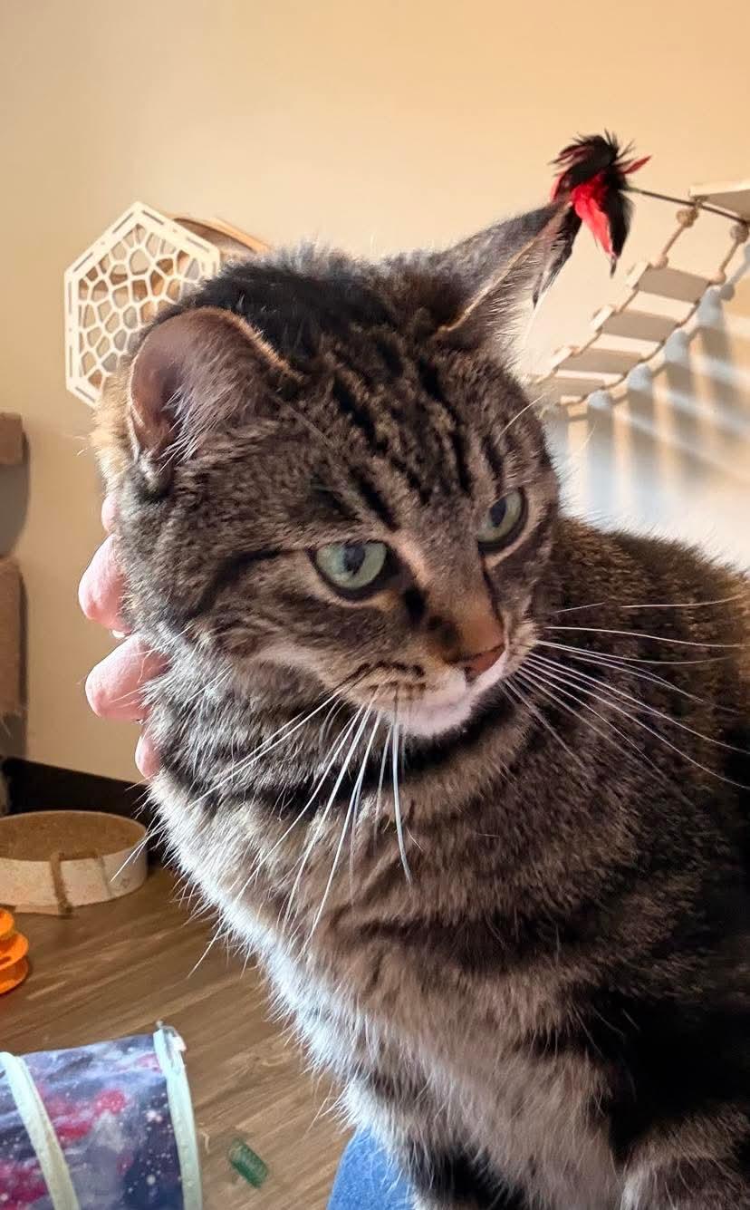 Enlarge Pibbs, a Adoptable mixed breed in Gladstone, OR image 5/6