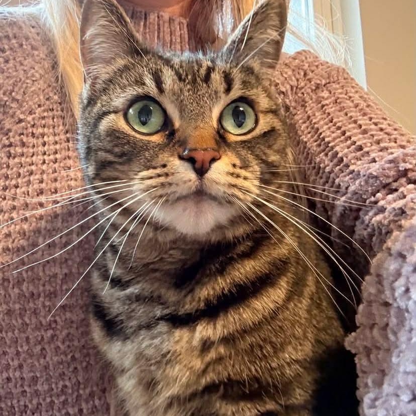 Pibbs, Adoptable, Adult Female Domestic Short Hair & Tabby.