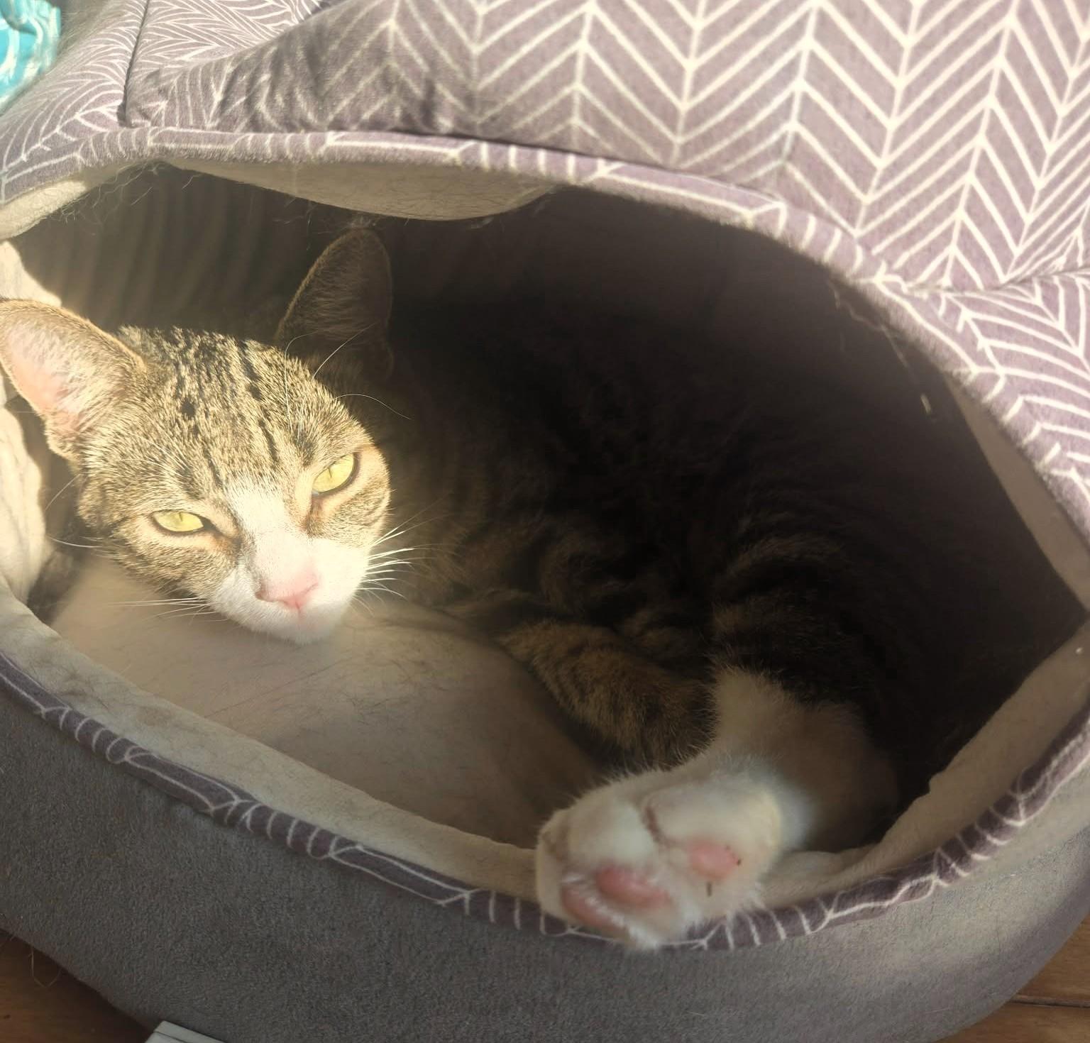 Enlarge Ash, an adopted Domestic Short Hair in Hamilton, ON image 4/5