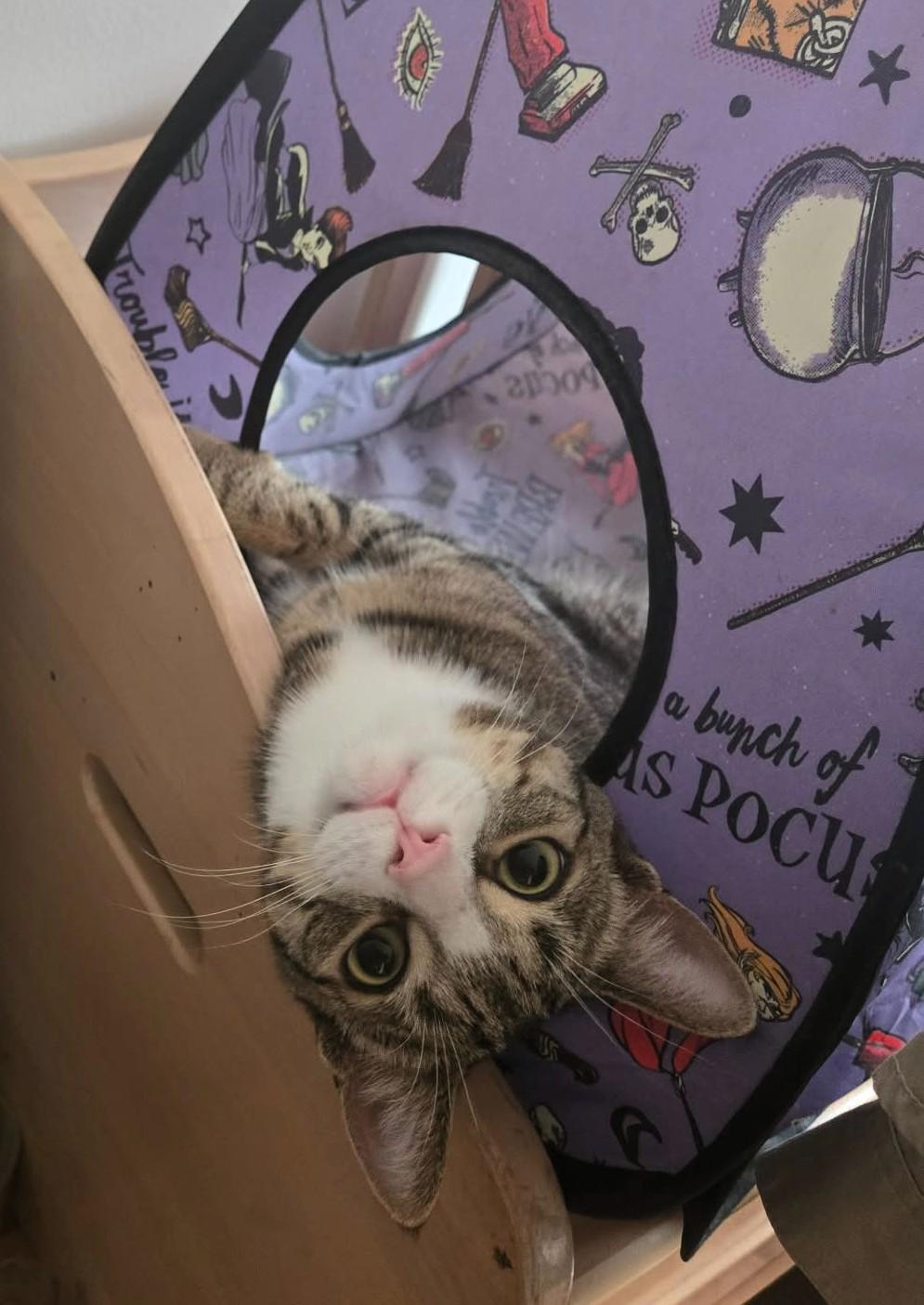 Enlarge Ash, an adopted Domestic Short Hair in Hamilton, ON image 3/5